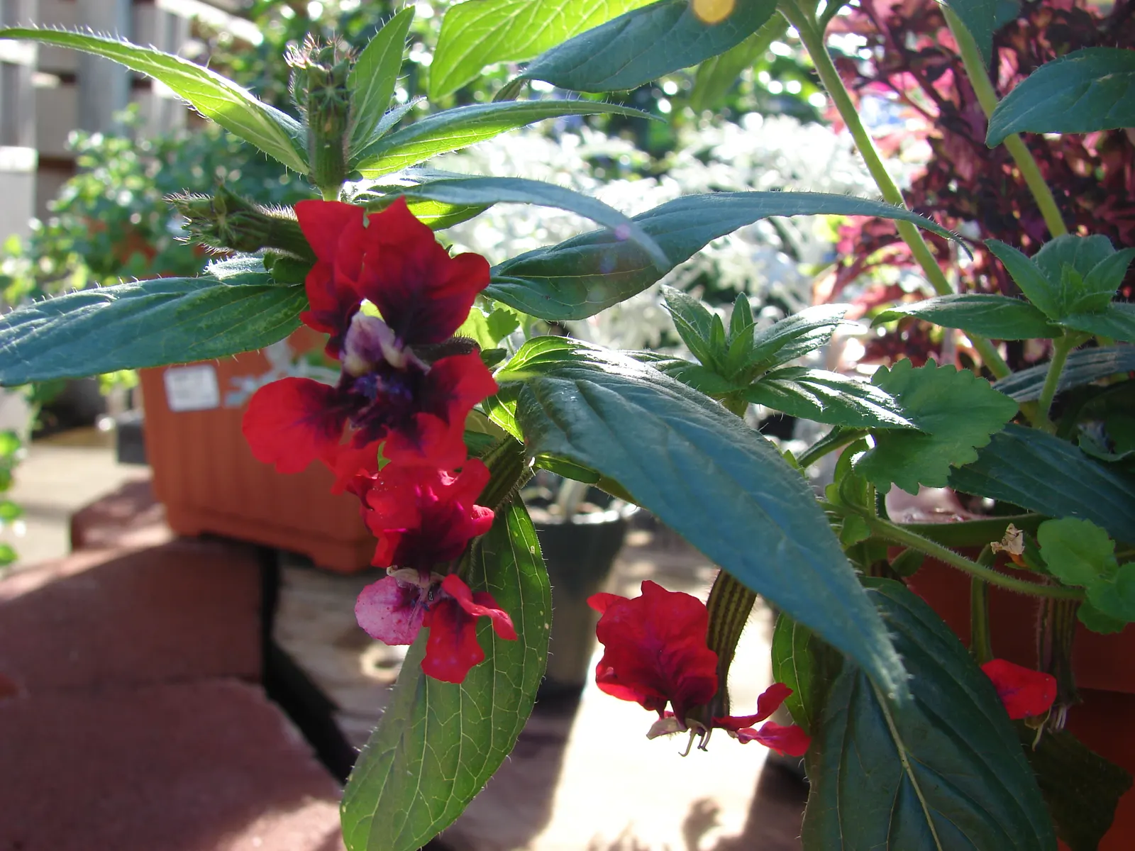 Bat Face Cuphea (Cuphea Llavea) — Drought-tolerant once established, it requires well-draining soil and occasional pruning to maintain shape