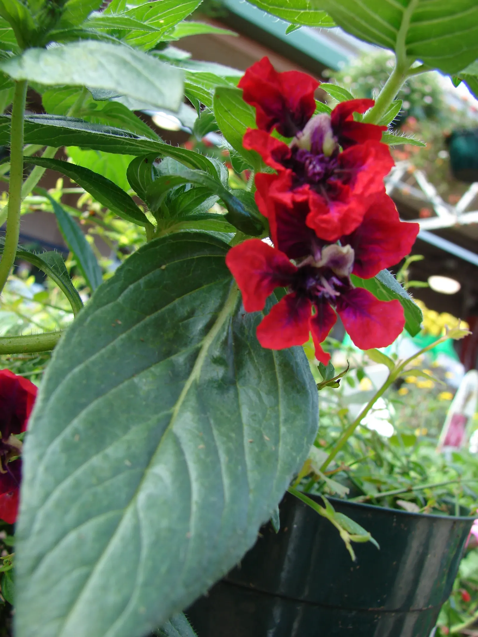 Bat Face Cuphea (Cuphea Llavea) — multi-colored and purple and red flowers in the garden
