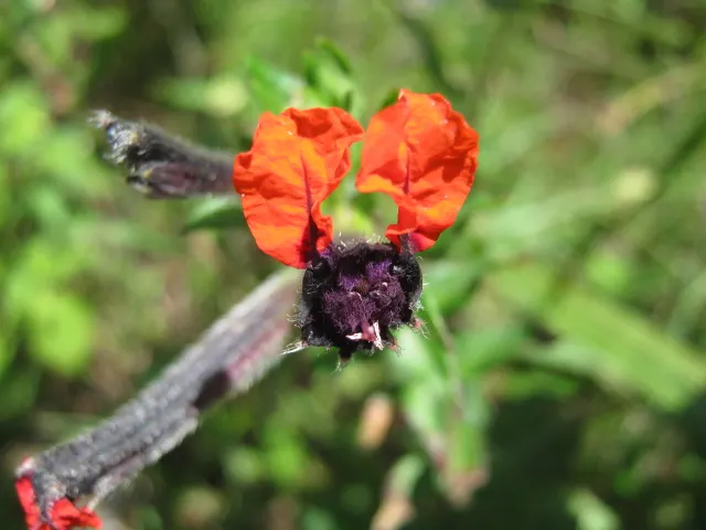 Bat Face Cuphea (Cuphea Llavea) — shrub for full or half