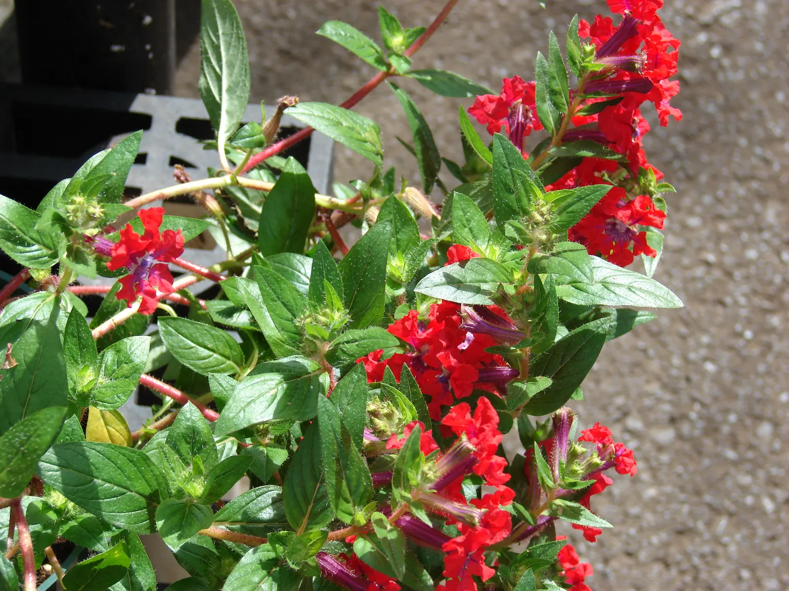 Bat Face Cuphea (Cuphea Llavea) — Bat Face Cuphea (Cuphea llavea) is an eye-catching perennial