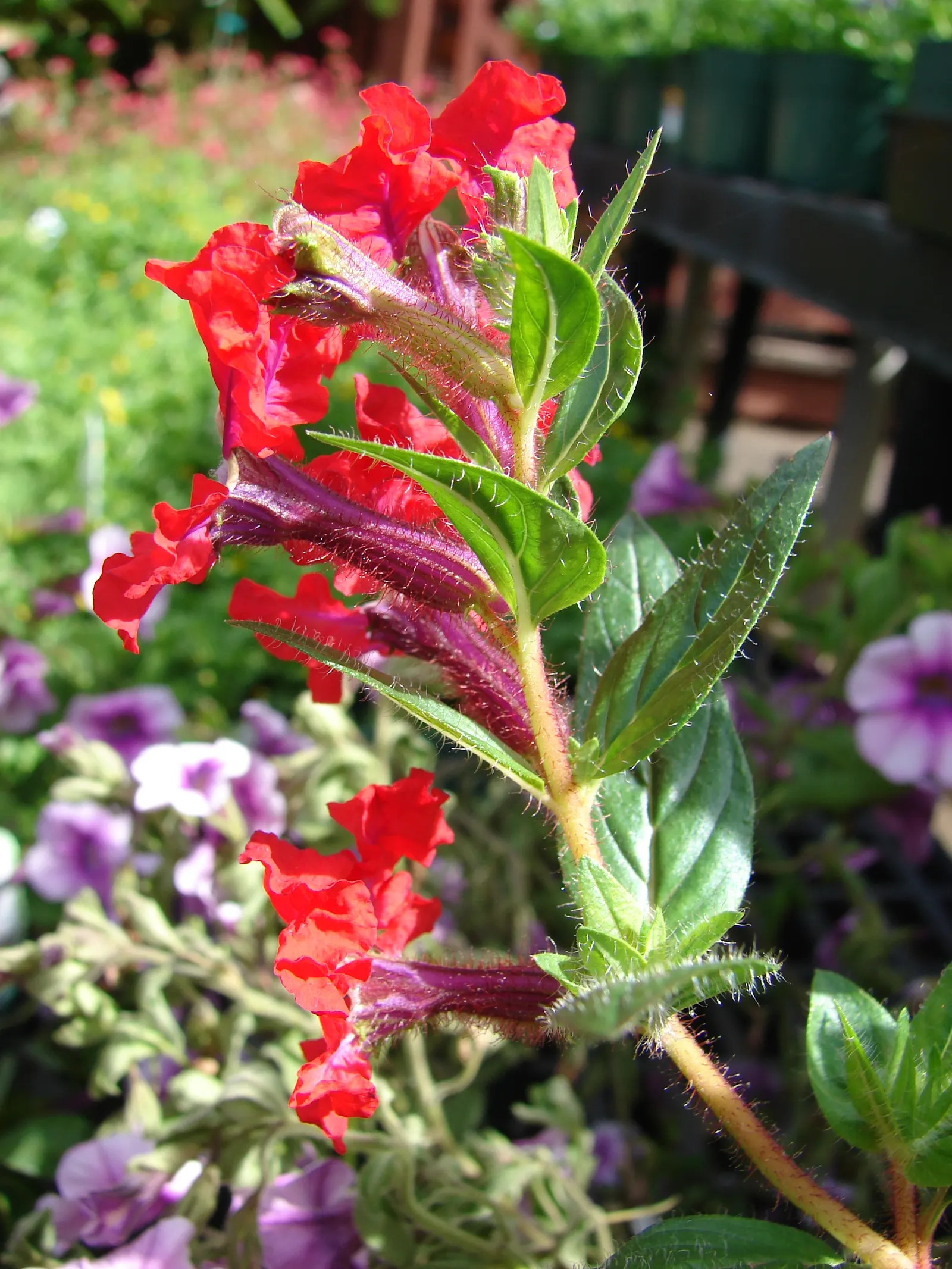 Bat Face Cuphea (Cuphea Llavea) — providing a long-lasting display of vibrant color
