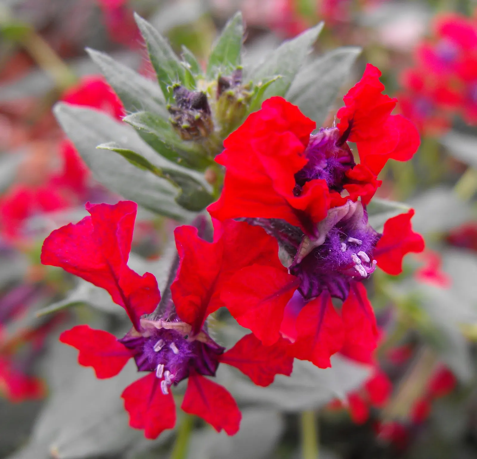 Bat Face Cuphea (Cuphea Llavea) — Cuphea llavea thrives in USDA Hardiness Zones 9 to 11; deadheading is not necessary