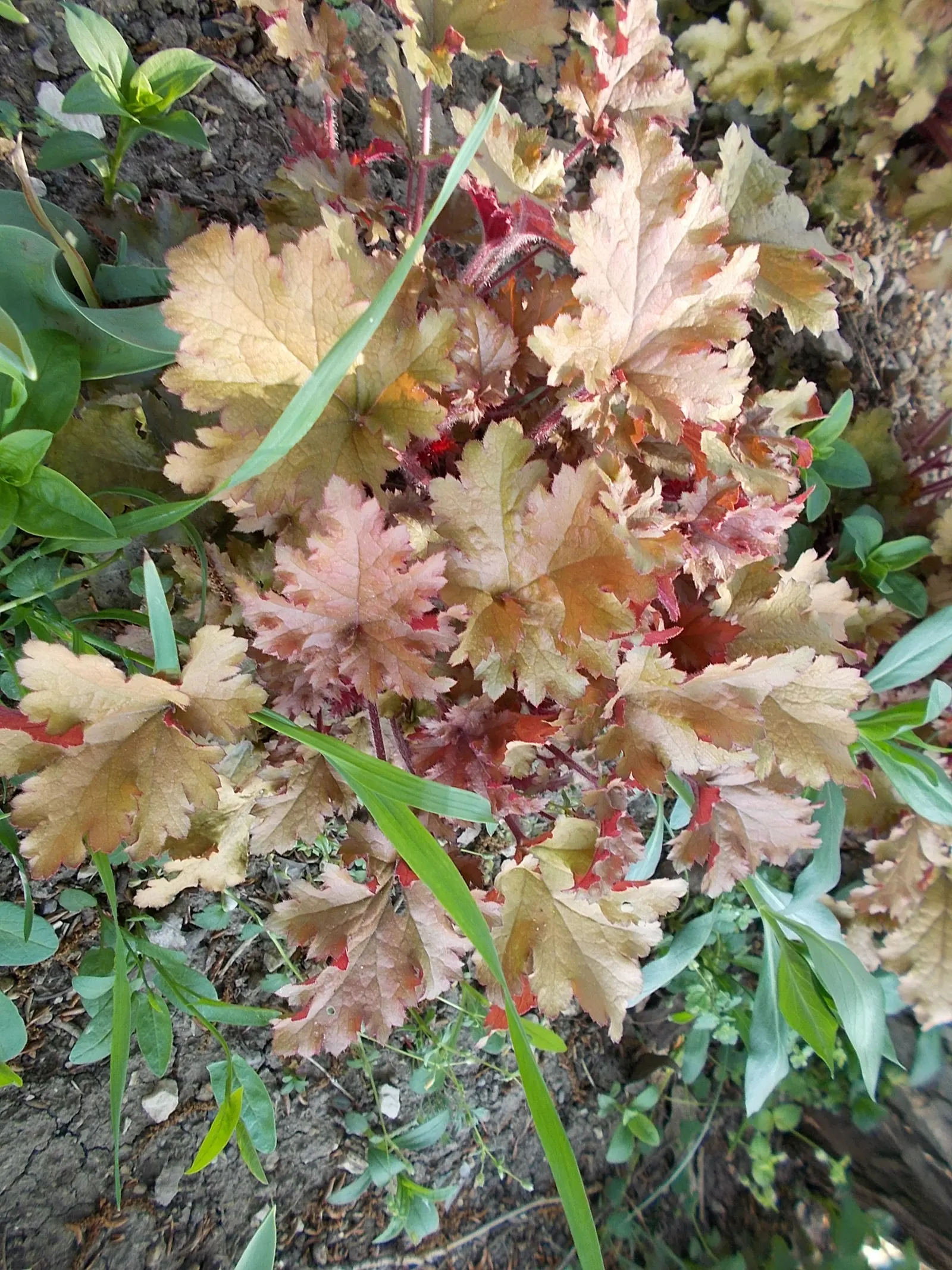 Lime Marmalade Alum Root (Heuchera 'Lime Marmalade') — lime-green leaves that provide a vivid contrast in the garden