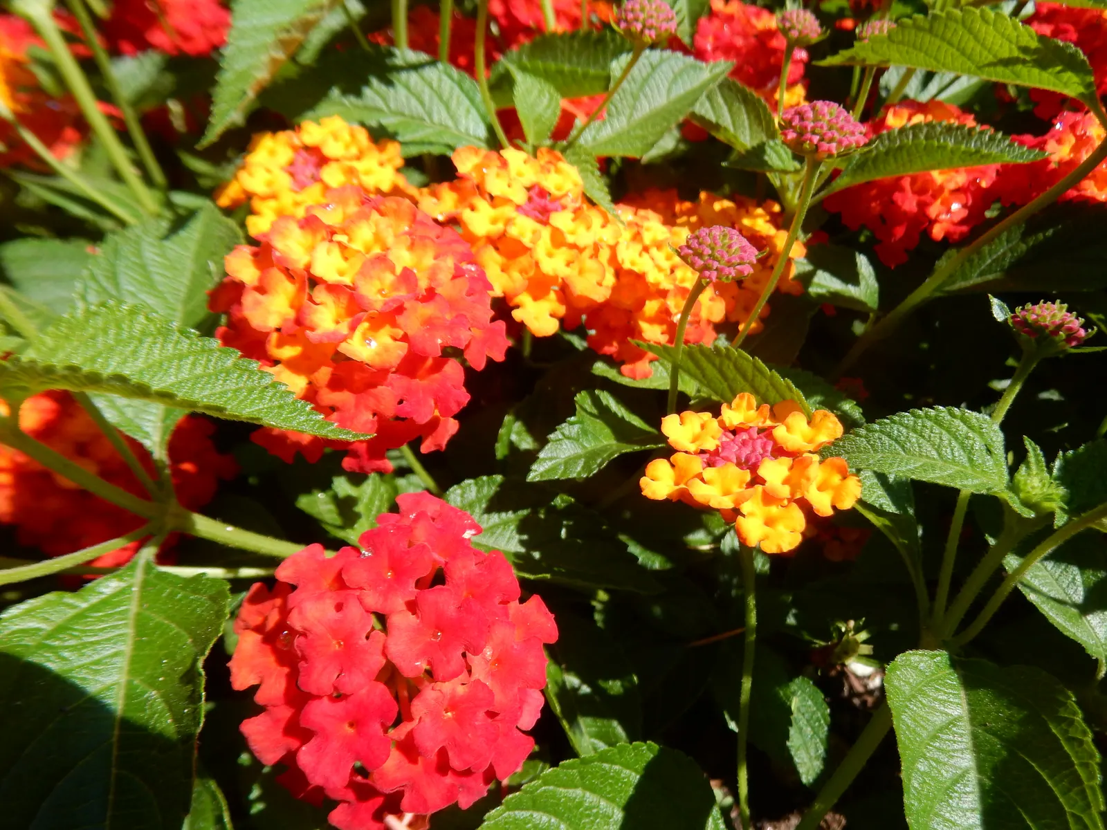 Luscious Citrus Blend Lantana (Lantana Camara 'Luscious Citrus Blend') — Lantana camara 'Luscious Citrus Blend' is a vibrant perennial shrub, thriving in USDA
