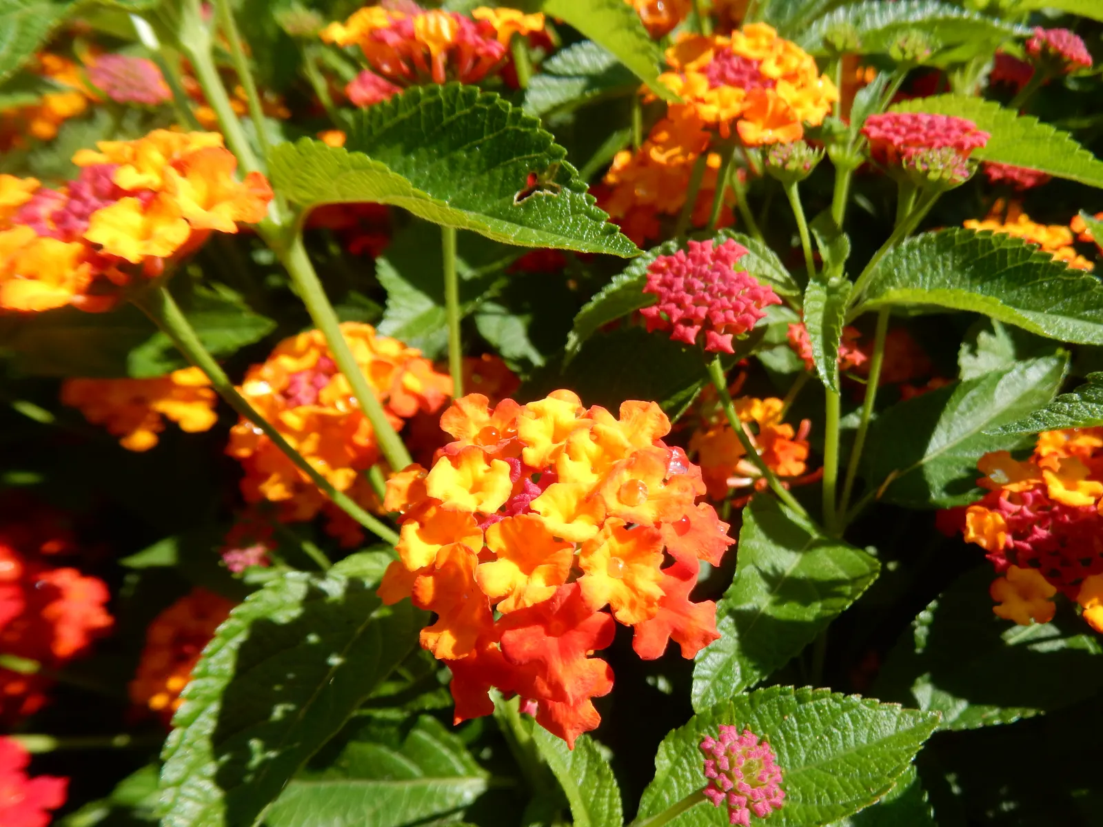 Luscious Citrus Blend Lantana (Lantana Camara 'Luscious Citrus Blend') — Its aromatic clusters blend orange