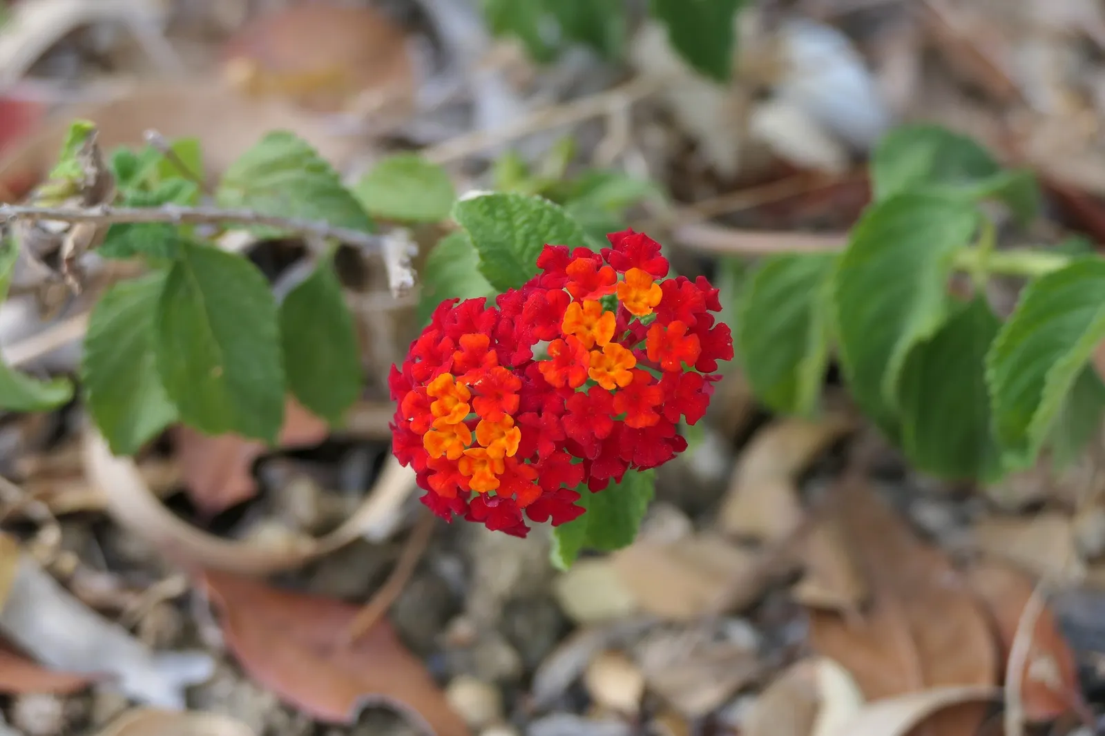 Luscious Citrus Blend Lantana (Lantana Camara 'Luscious Citrus Blend') — with occasional pruning recommended to encourage bushiness and enhance flowering