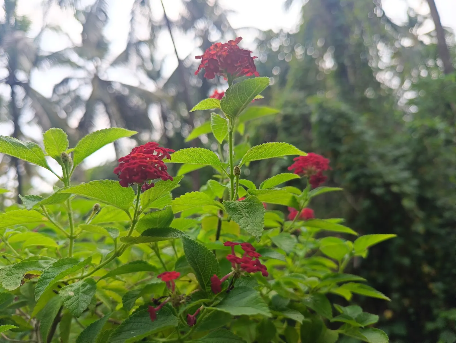 Luscious Citrus Blend Lantana (Lantana Camara 'Luscious Citrus Blend') — which emphasizes its suitability for xeriscaping and low-maintenance landscapes