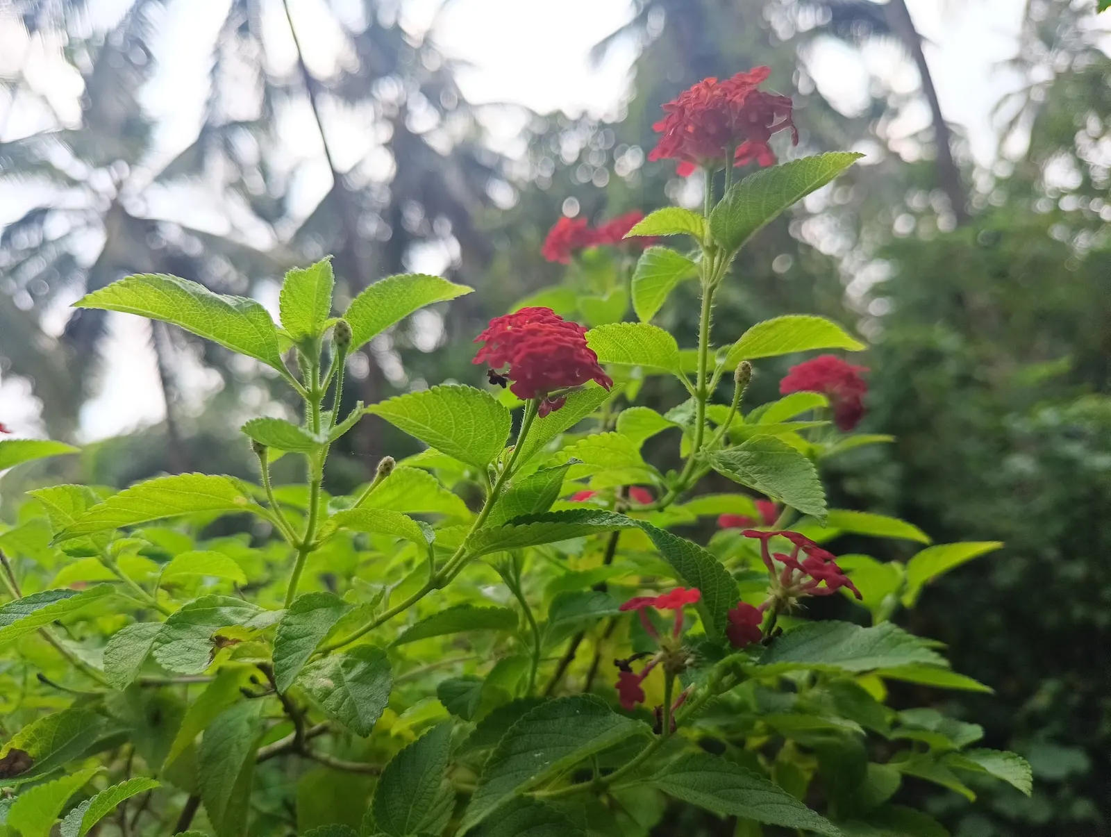 Luscious Citrus Blend Lantana (Lantana Camara 'Luscious Citrus Blend') — creating a colorful display from spring through fall