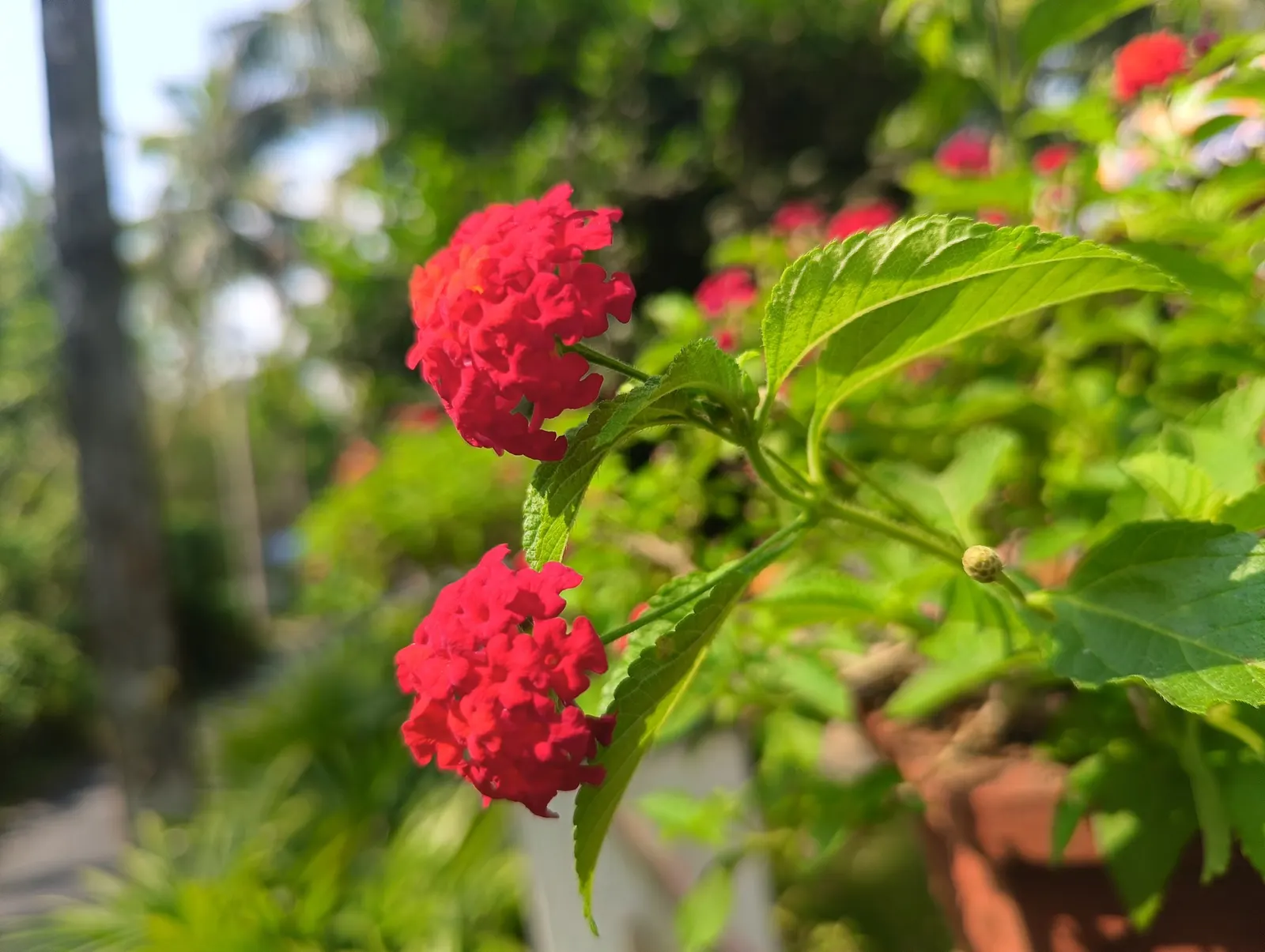 Luscious Citrus Blend Lantana (Lantana Camara 'Luscious Citrus Blend') — making it an excellent candidate for mass plantings