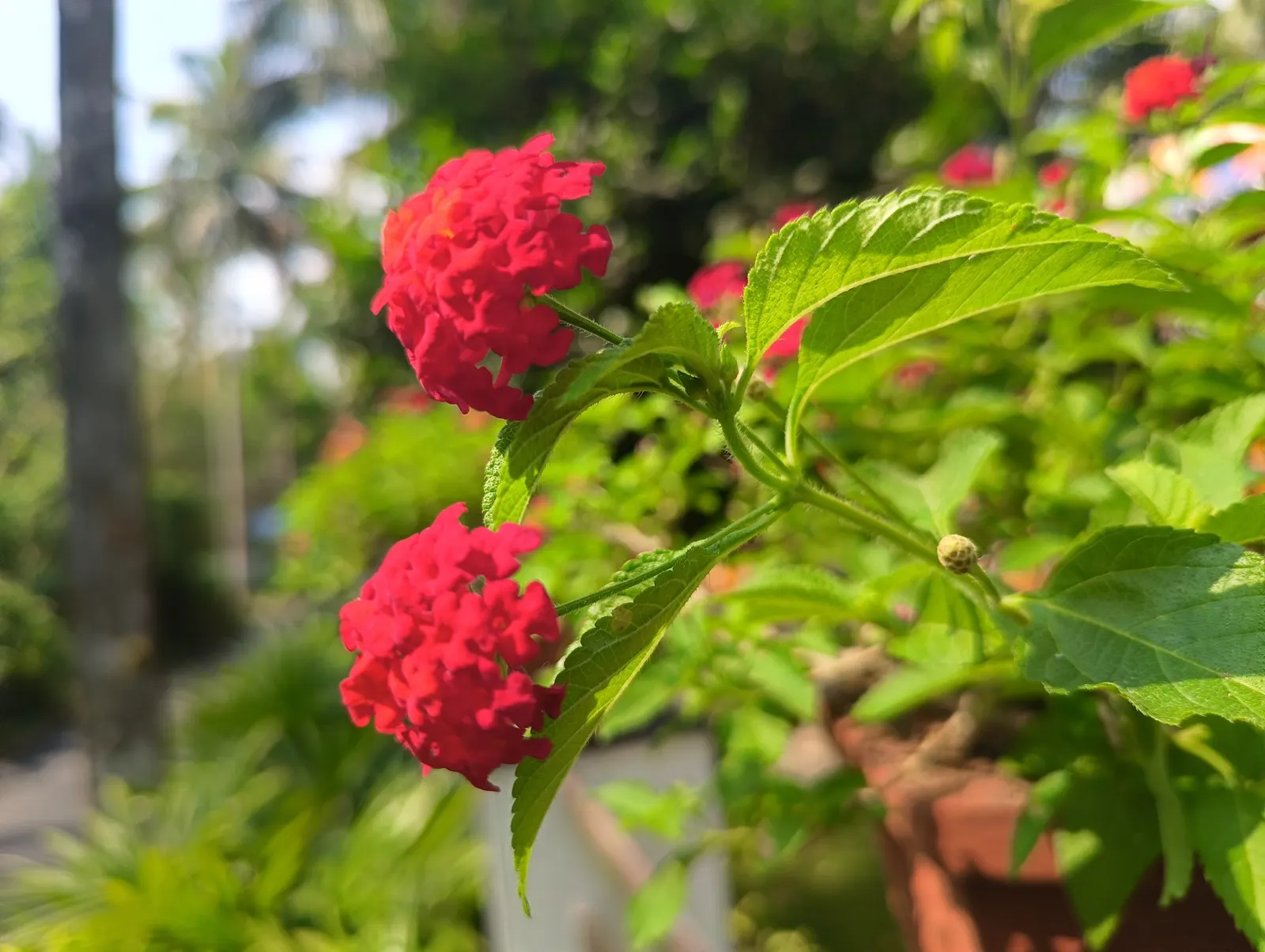 Luscious Citrus Blend Lantana (Lantana Camara 'Luscious Citrus Blend') — It prefers full sun and well-draining soil