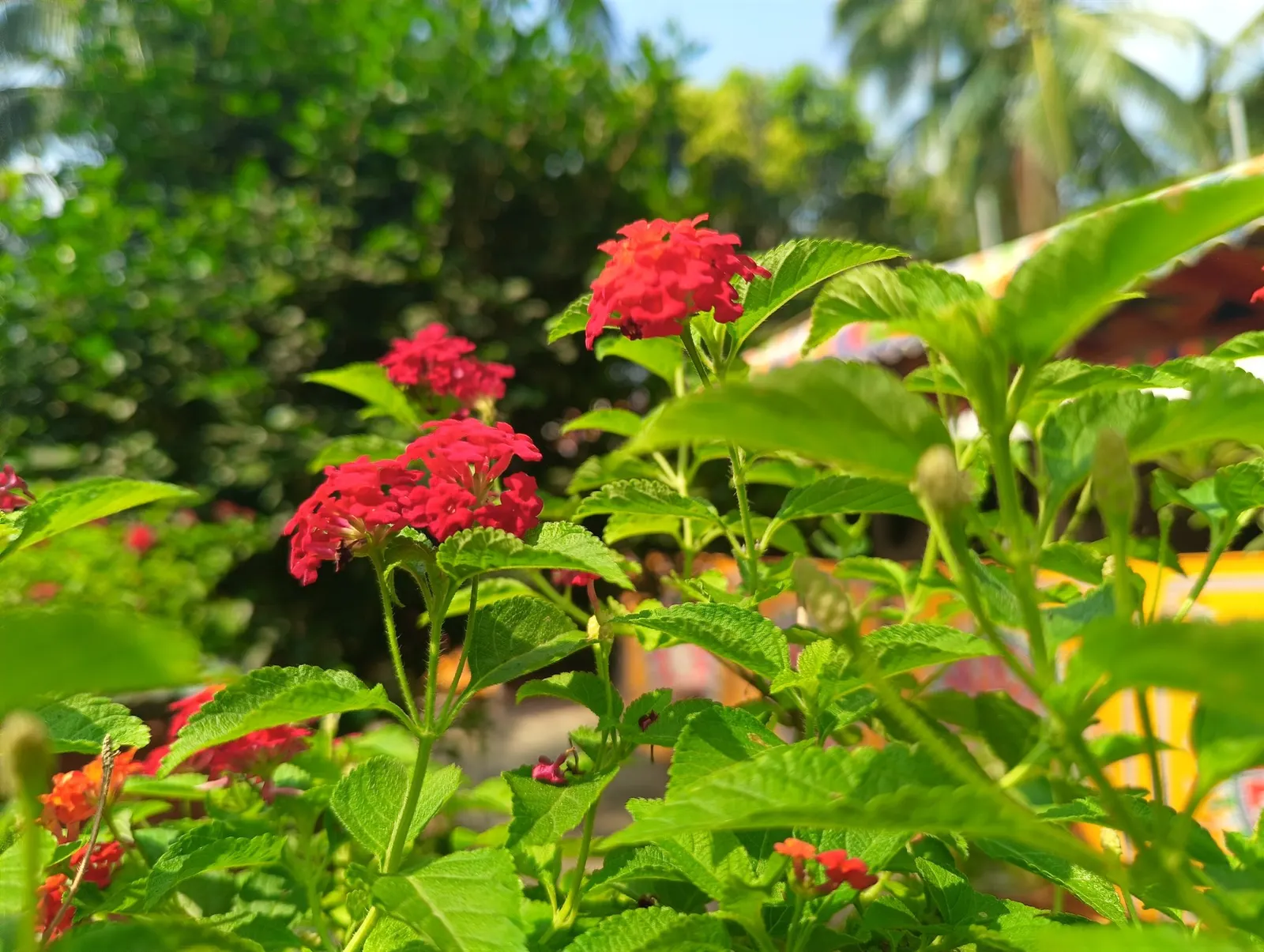 Luscious Citrus Blend Lantana (Lantana Camara 'Luscious Citrus Blend') — This drought-tolerant lantana reaches up to 26 inches in height and can spread 24