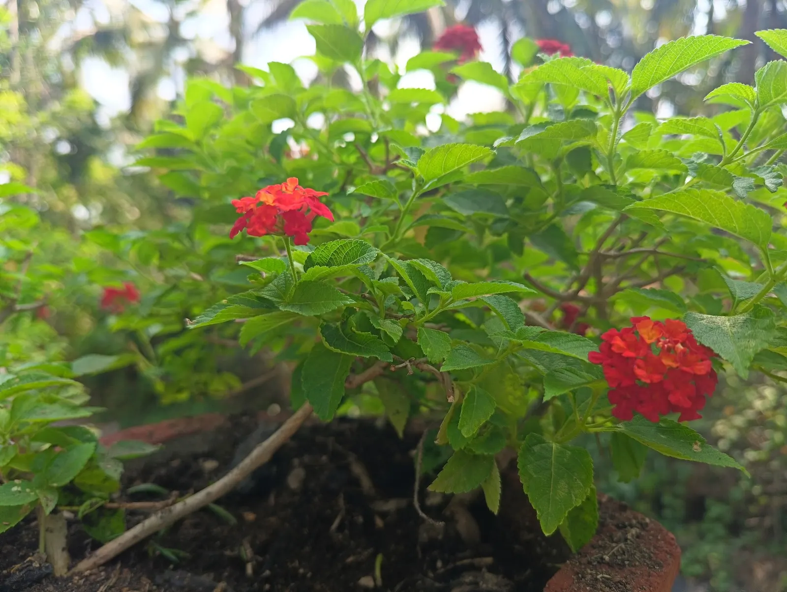 Luscious Citrus Blend Lantana (Lantana Camara 'Luscious Citrus Blend') — requiring minimal irrigation once established