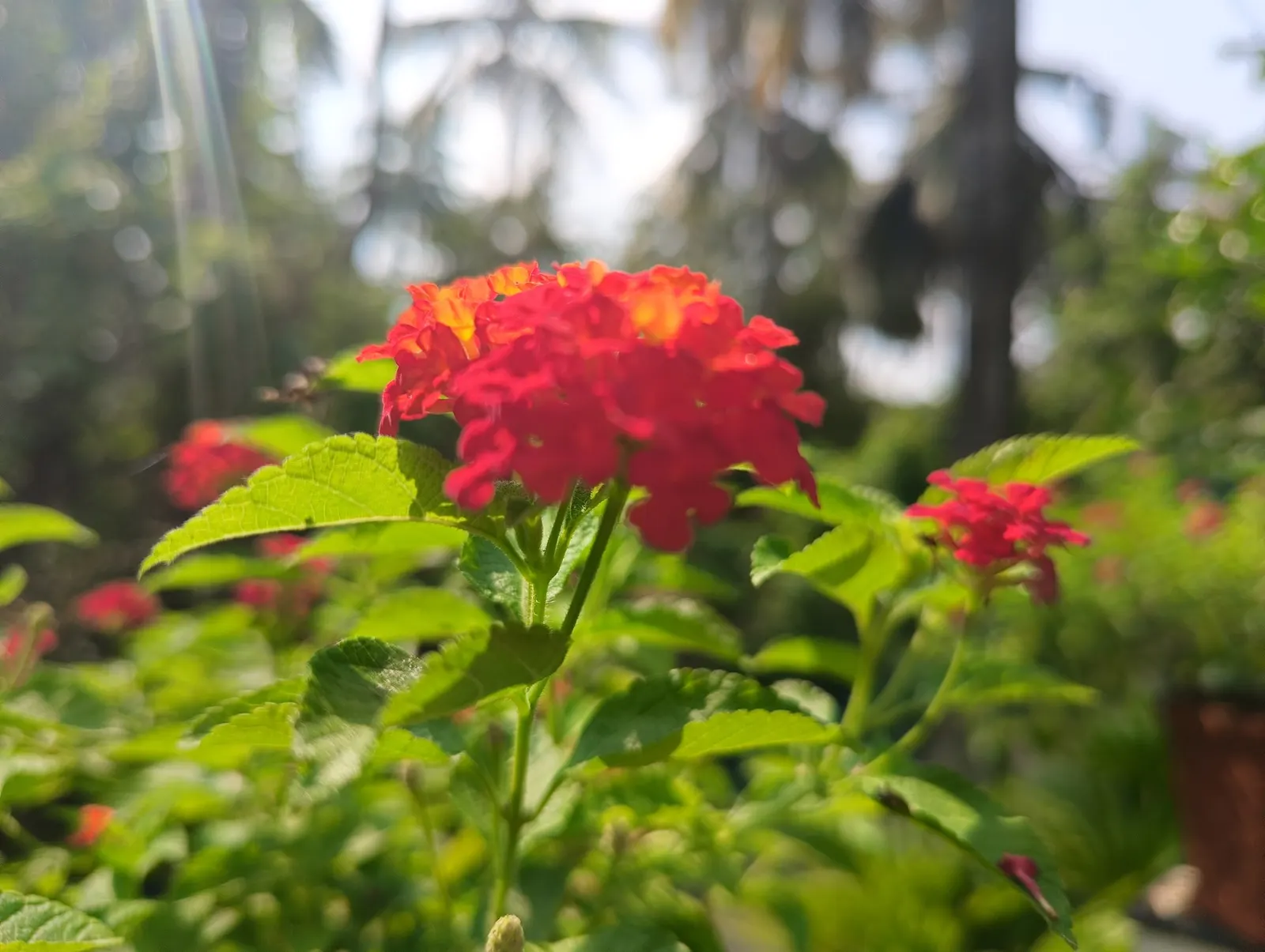 Luscious Citrus Blend Lantana (Lantana Camara 'Luscious Citrus Blend') — attracting butterflies and hummingbirds