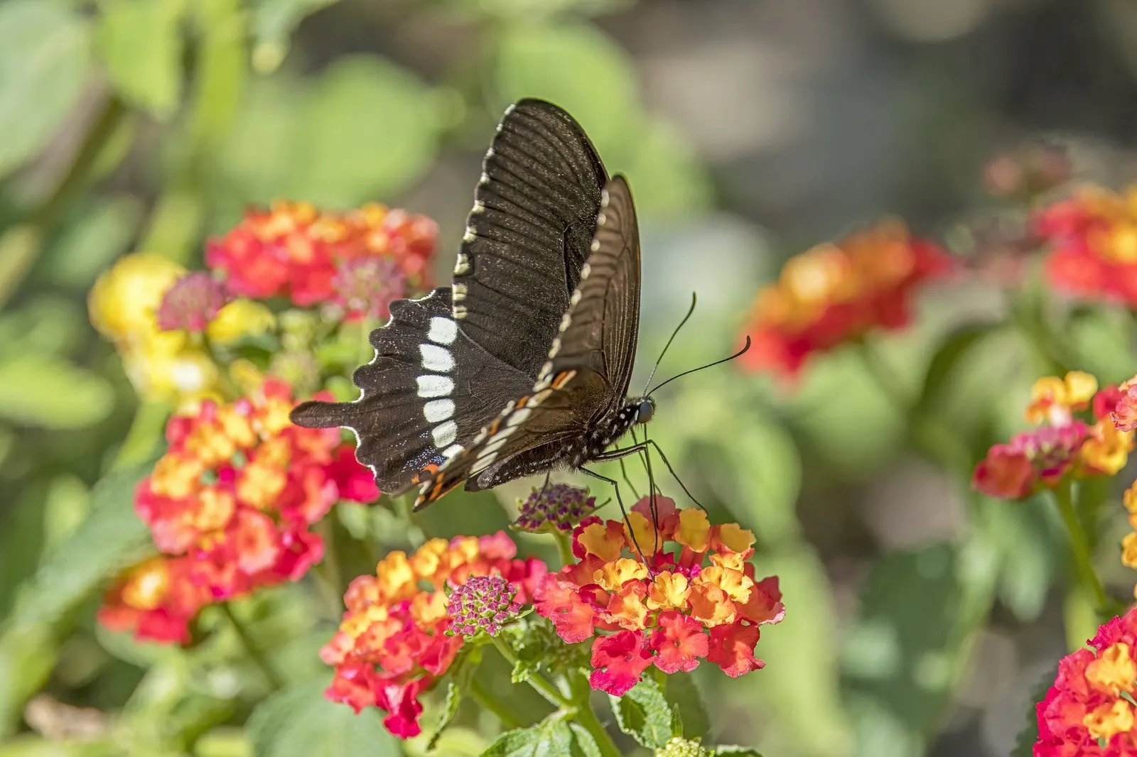 Luscious Citrus Blend Lantana (Lantana Camara 'Luscious Citrus Blend') — Lantana camara 'Luscious Citrus Blend' thrives in full sun exposure