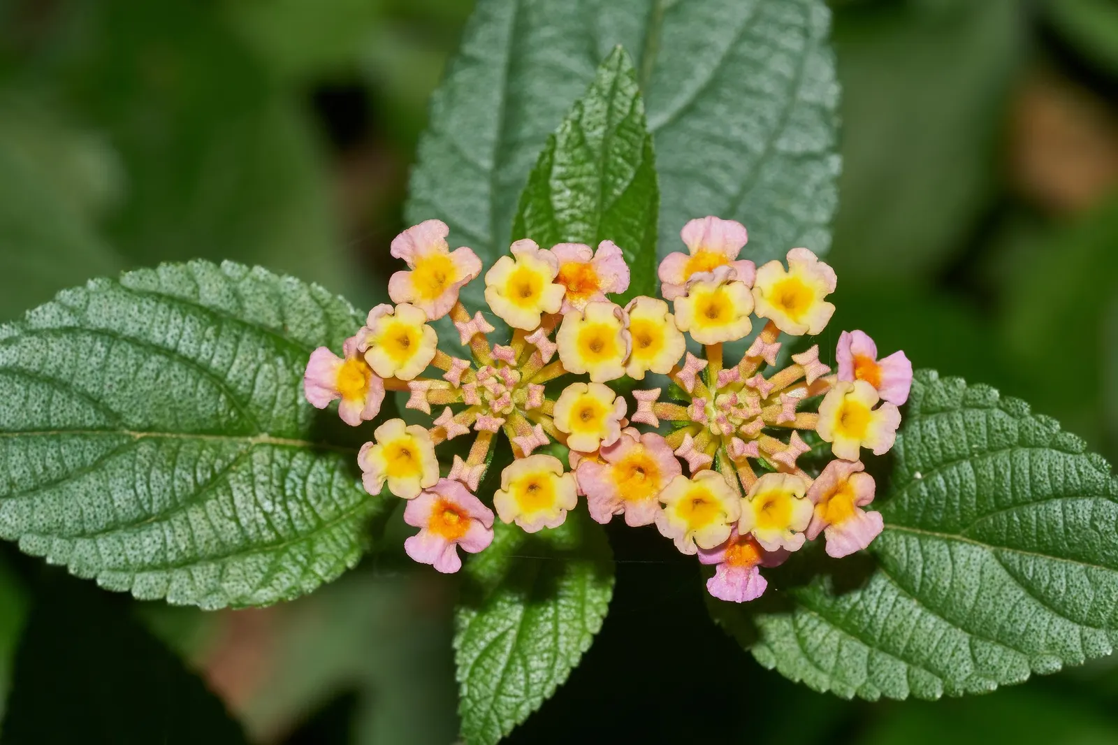 Luscious Citrus Blend Lantana (Lantana Camara 'Luscious Citrus Blend') — adding an ecological benefit to its aesthetic appeal.<br><br>Maintenance is minimal