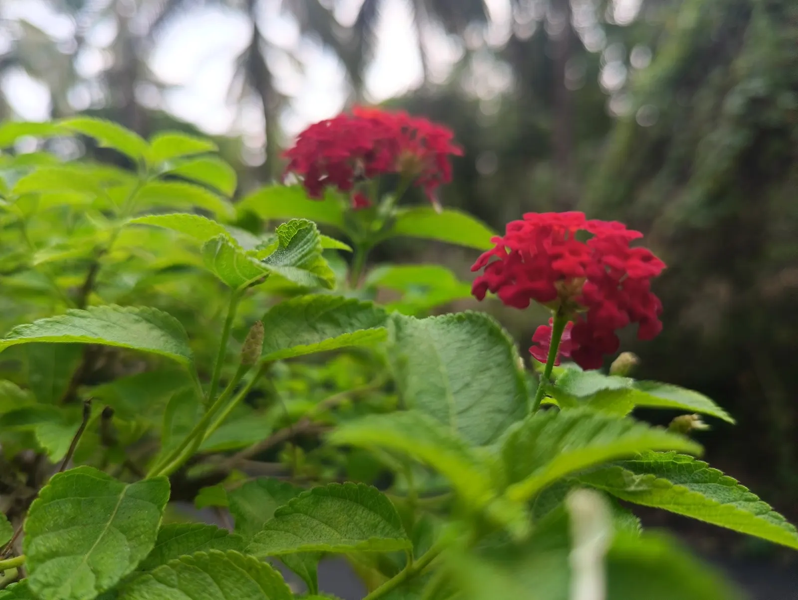 Luscious Citrus Blend Lantana (Lantana Camara 'Luscious Citrus Blend') — making it an ideal low-maintenance choice for borders or container gardens