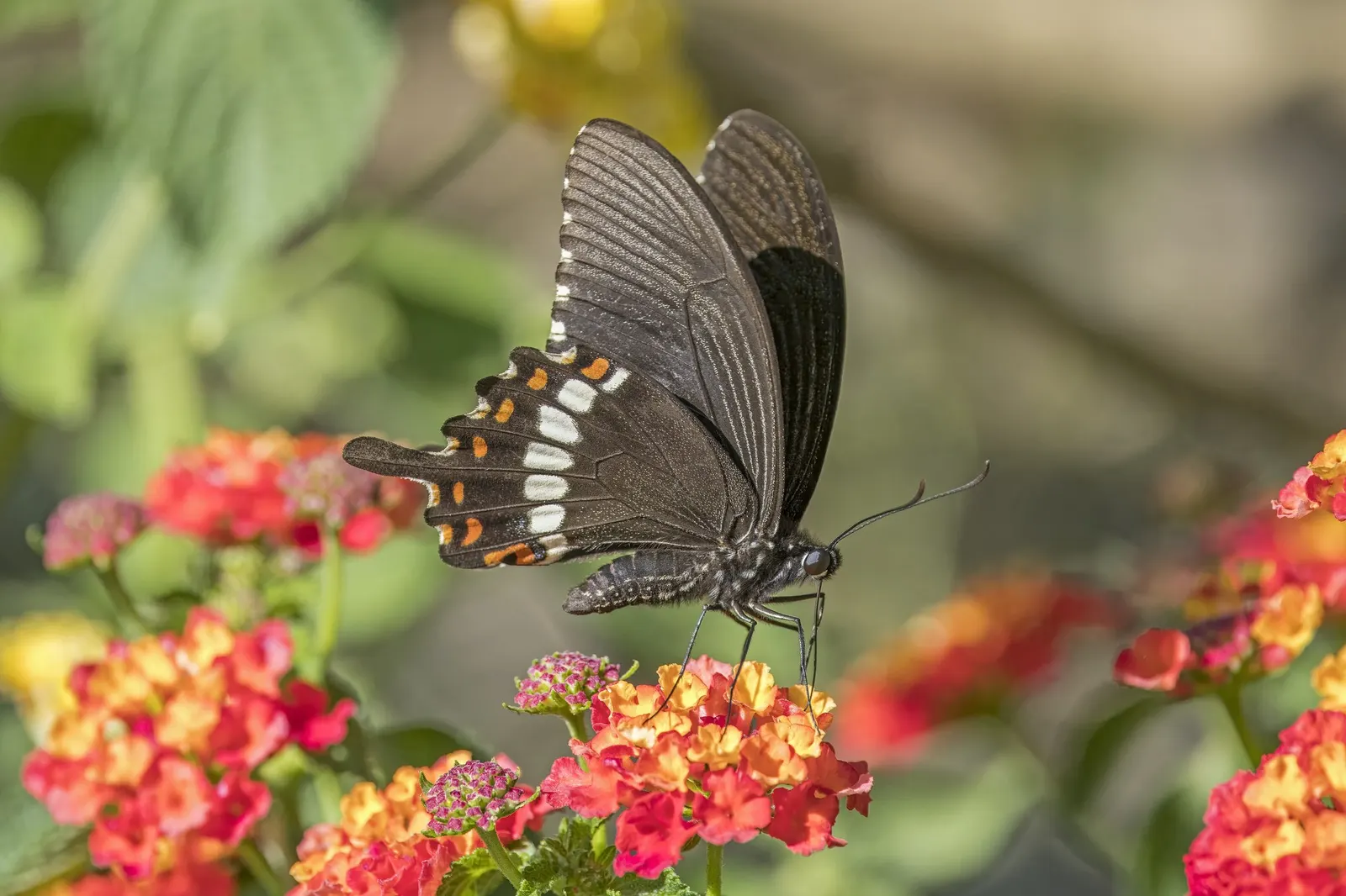 Luscious Citrus Blend Lantana (Lantana Camara 'Luscious Citrus Blend') — the Lantana's nectar-rich blossoms attract pollinators such as butterflies and