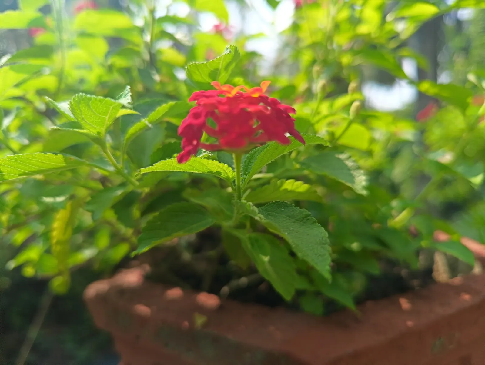 Luscious Citrus Blend Lantana (Lantana Camara 'Luscious Citrus Blend') — scientifically known as Lantana camara 'Luscious Citrus Blend'