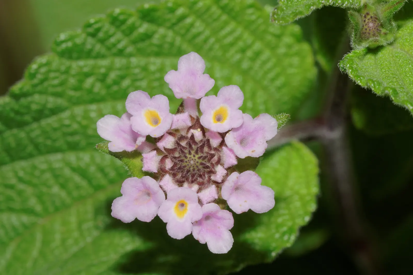 Luscious Citrus Blend Lantana (Lantana Camara 'Luscious Citrus Blend') — multicolored flower clusters