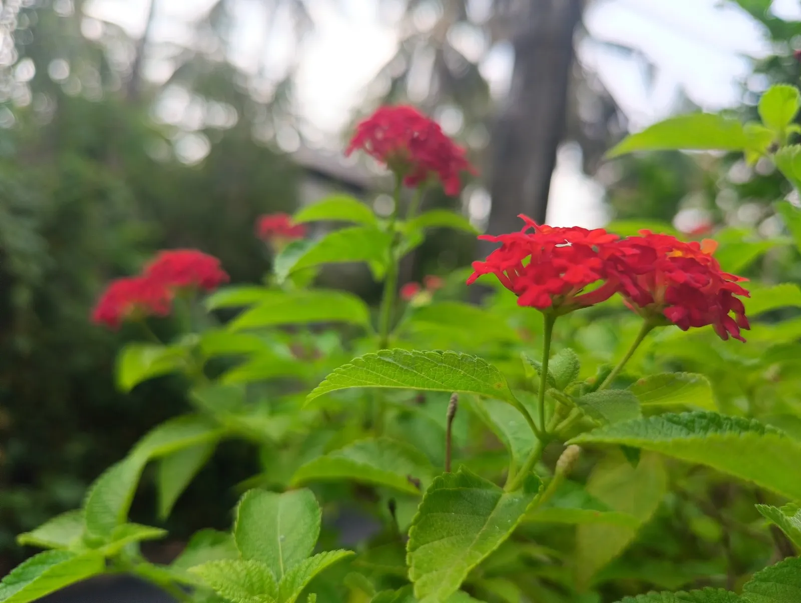 Luscious Citrus Blend Lantana (Lantana Camara 'Luscious Citrus Blend') — The Luscious Berry Blend Lantana