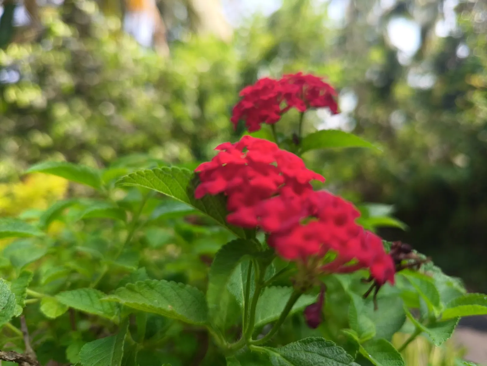 Luscious Citrus Blend Lantana (Lantana Camara 'Luscious Citrus Blend') — reaching heights of 24 to 36 inches with a comparable spread of 24 to 36 inches