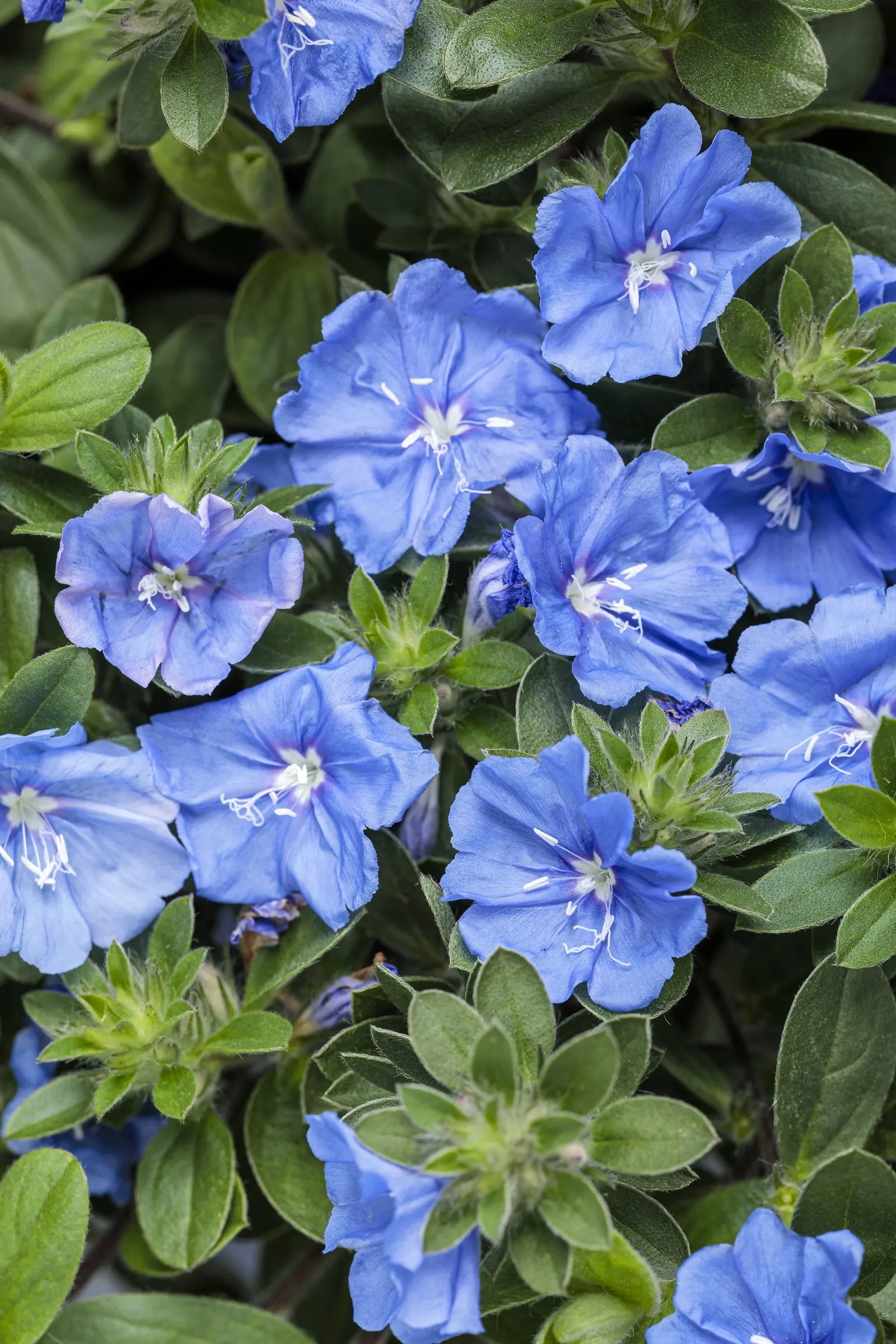 Blue My Mind® XL Dwarf Morning Glory (Evolvulus) — Blue My Mind® XL pairs vivid blue; creating a cool-toned contrast that reads beautifully against stone