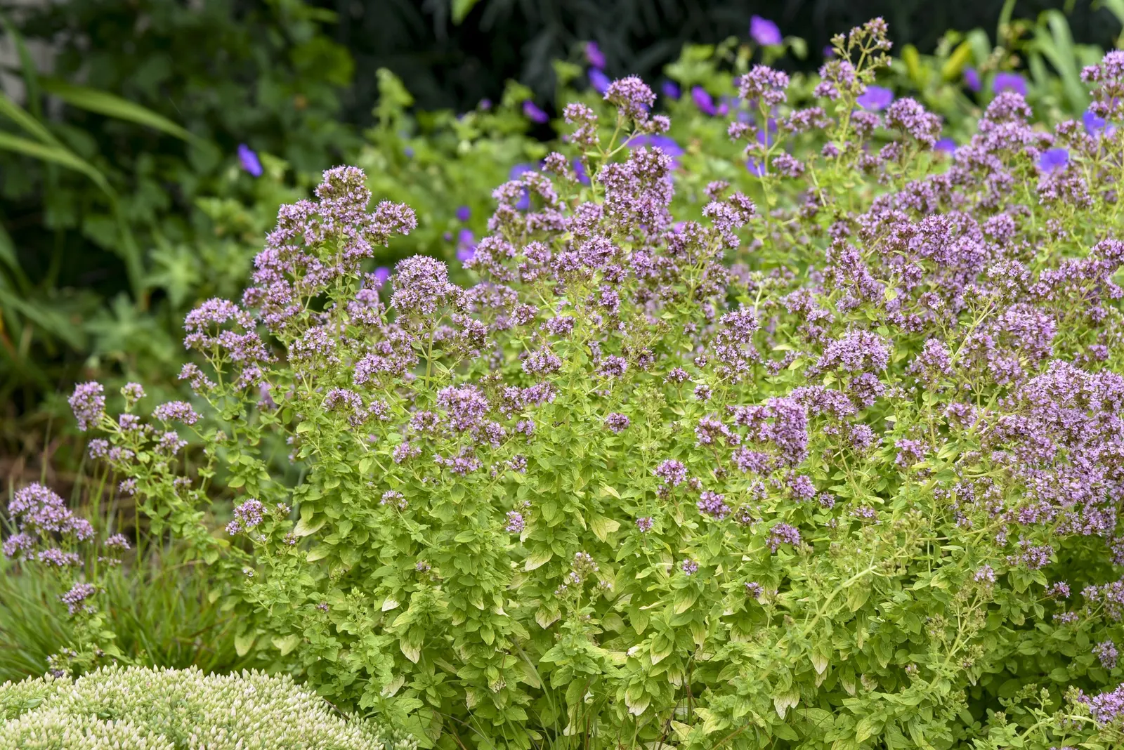 Drops of Jupiter Ornamental Oregano (Origanum hybrid) — Hardy in USDA Zones 4 through 9