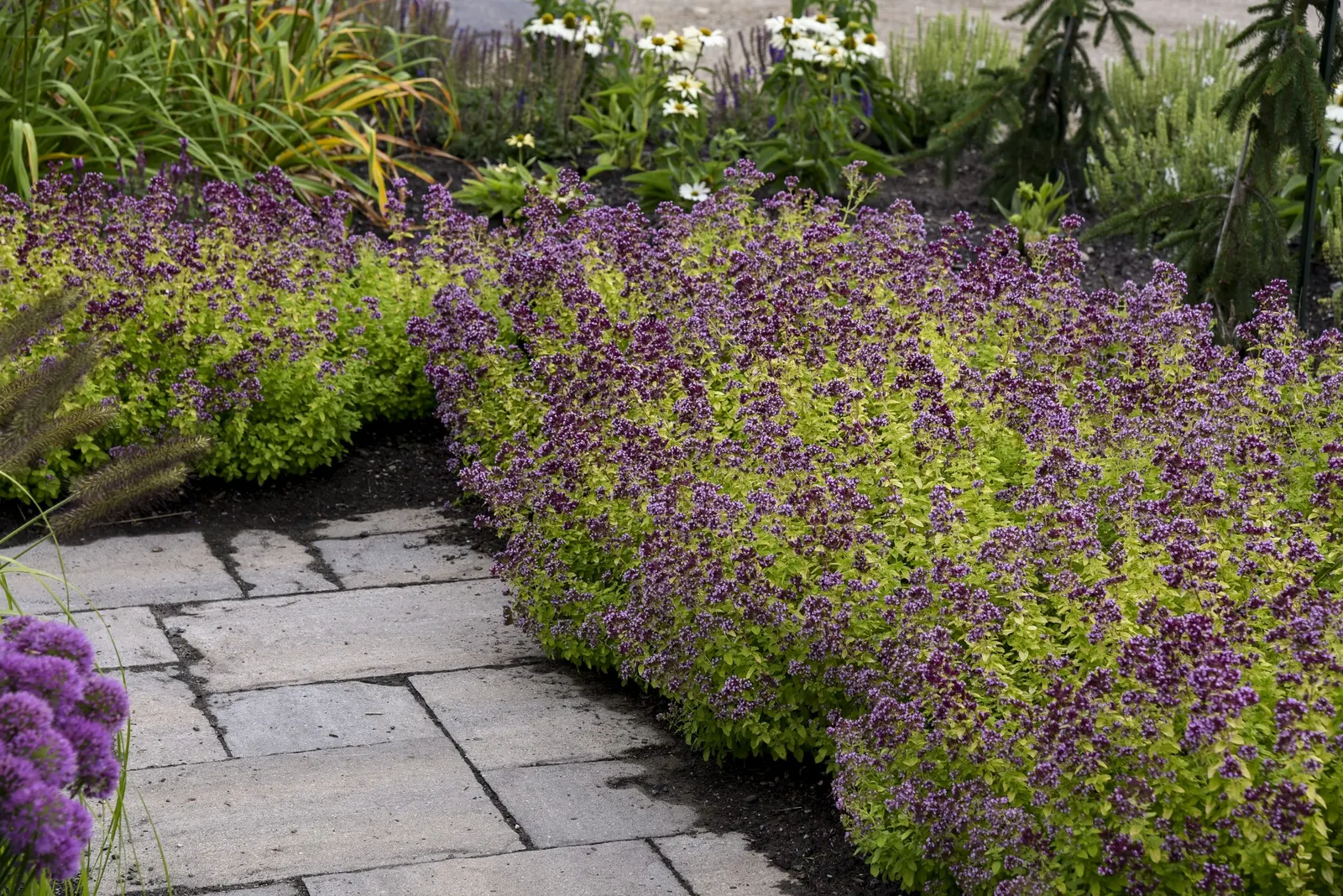 Drops of Jupiter Ornamental Oregano (Origanum hybrid) — The Origanum hybrid 'Drops of Jupiter'