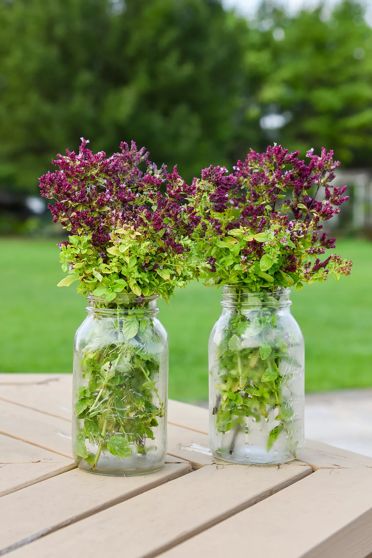 Drops of Jupiter Ornamental Oregano (Origanum hybrid) — commonly referred to as Drops of Jupiter Ornamental Oregano
