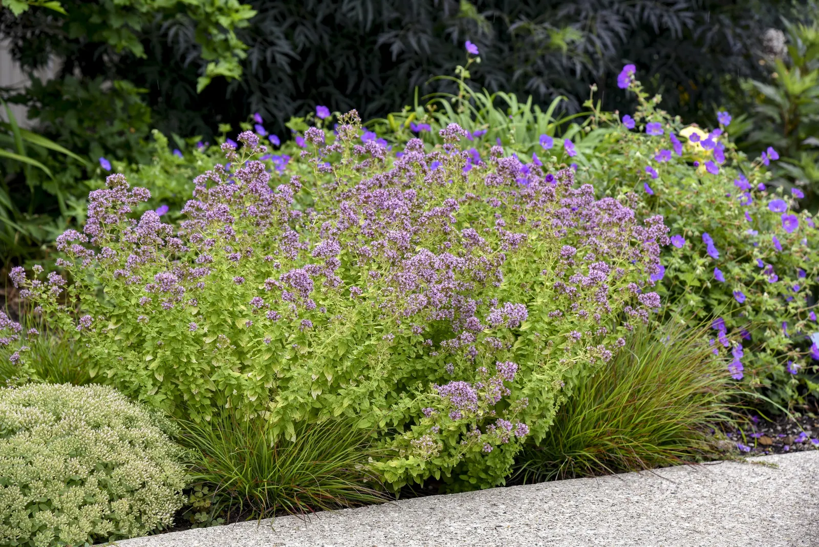Drops of Jupiter Ornamental Oregano (Origanum hybrid) — Plant in full sun and average