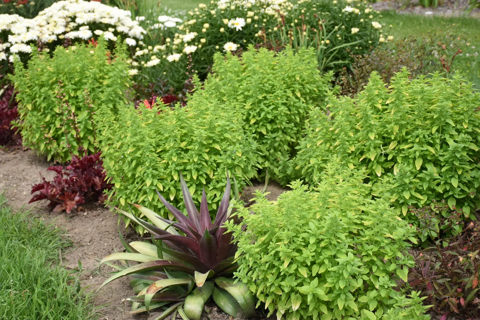 Drops of Jupiter Ornamental Oregano (Origanum hybrid) — is a luminous perennial oregano selected as much for its foliage as for its flowers