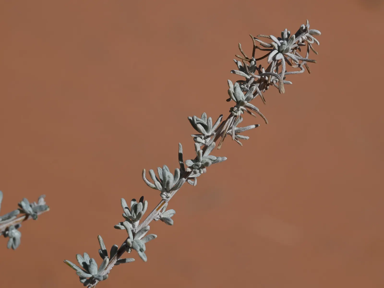 Sand Sage (Artemisia Filifolia) — and is notable for its aromatic leaves; artemisia filifolia also serves as a formidable barrier against erosion