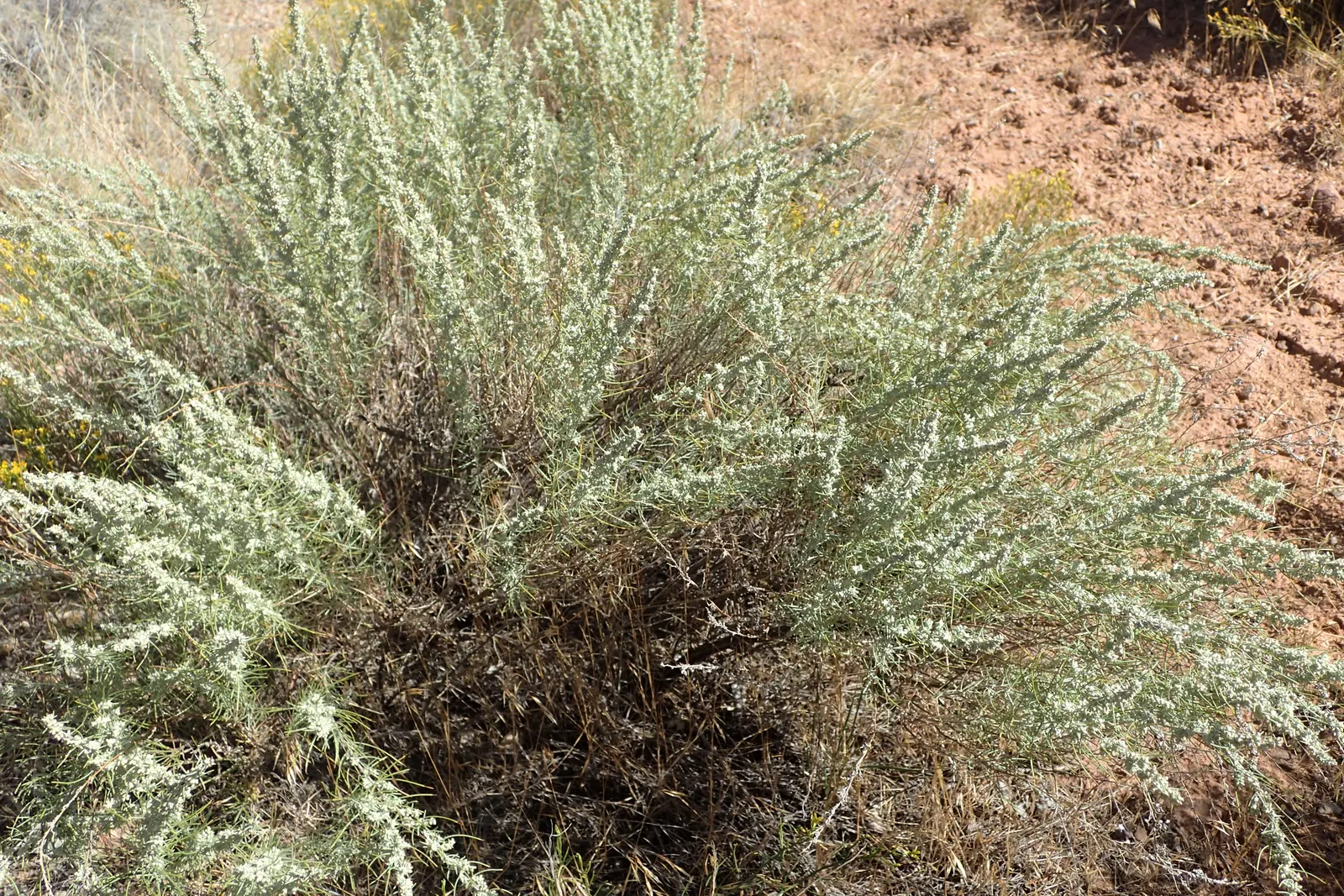 Sand Sage (Artemisia Filifolia) — thanks to its deep root system