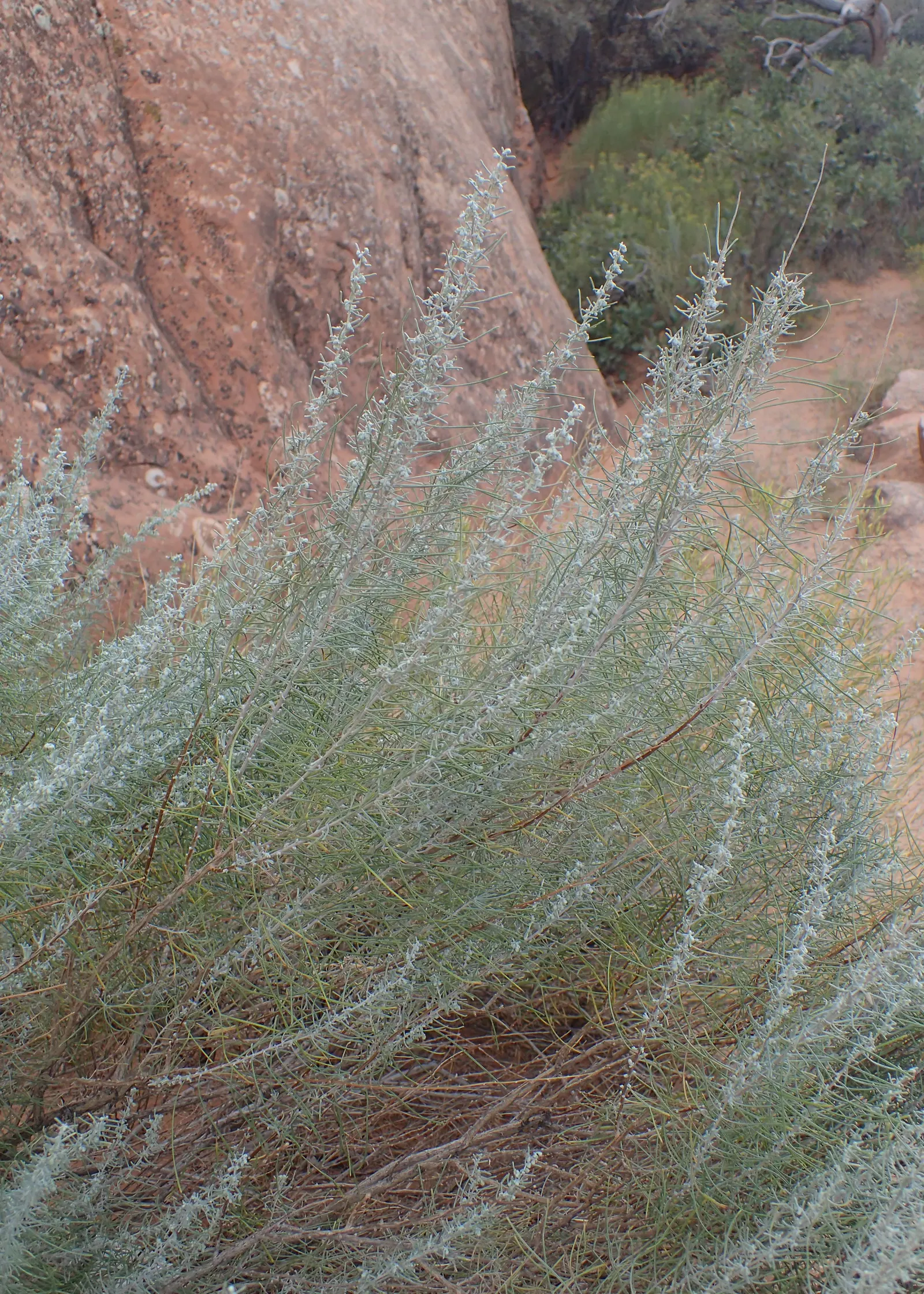 Sand Sage (Artemisia Filifolia) — For a comprehensive landscape design