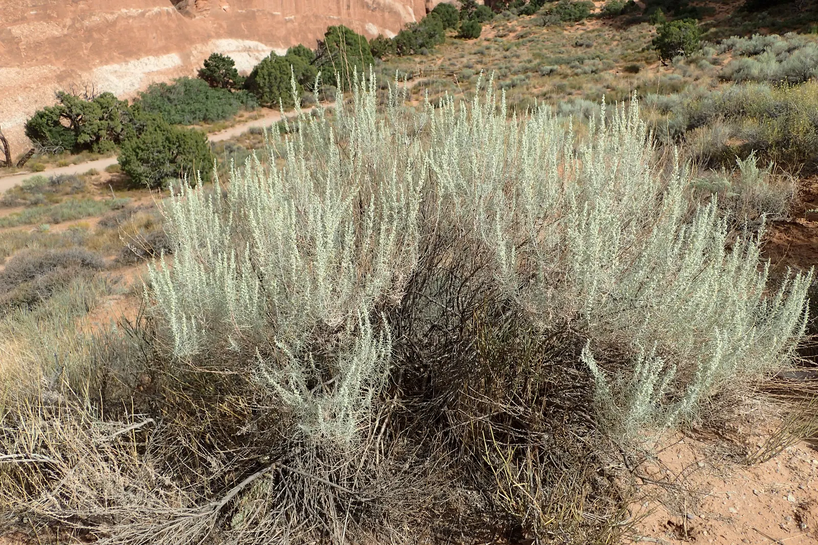 Sand Sage (Artemisia Filifolia) — shrub for full