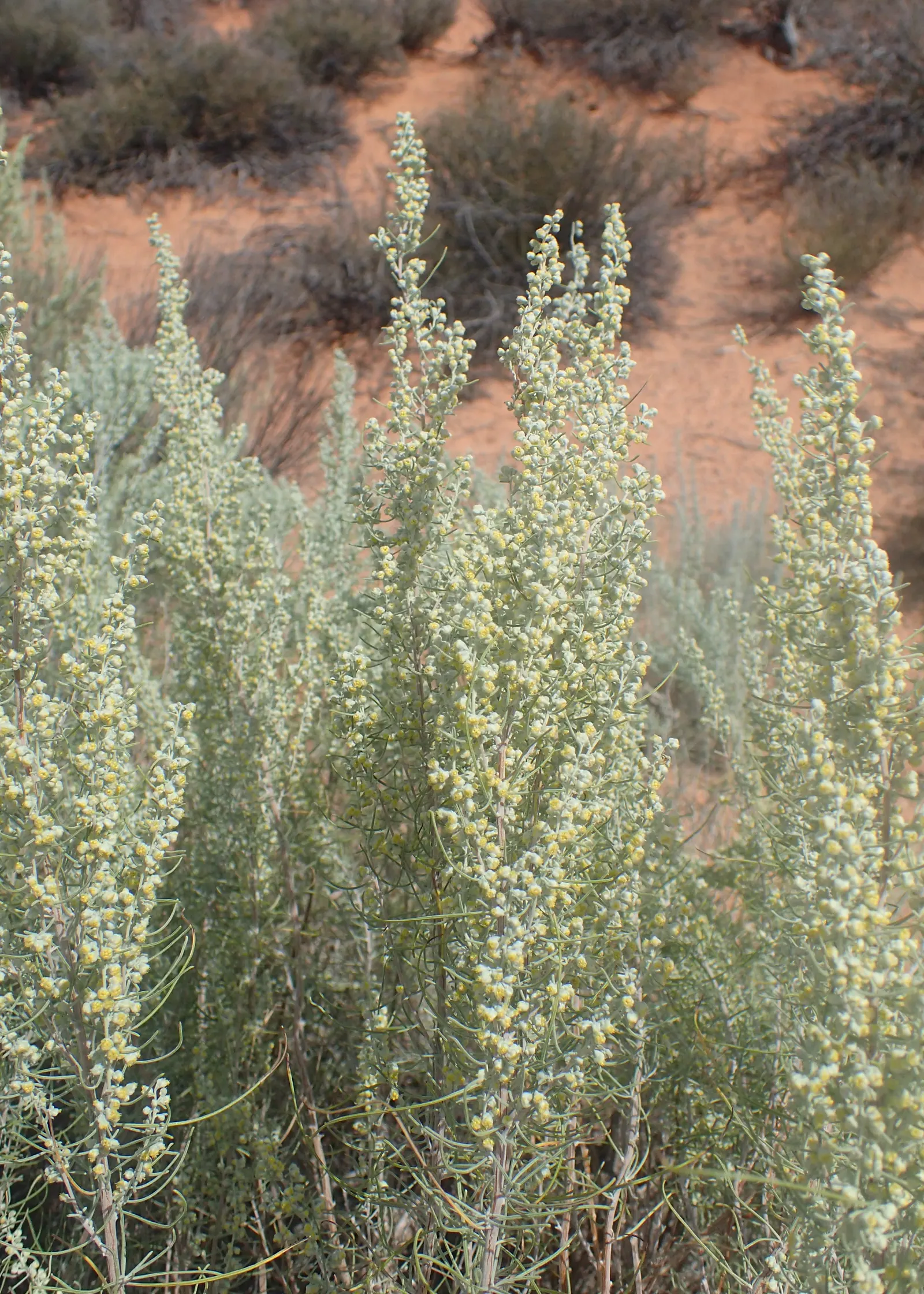 Sand Sage (Artemisia Filifolia) — Artemisia filifolia also serves as a formidable barrier against erosion