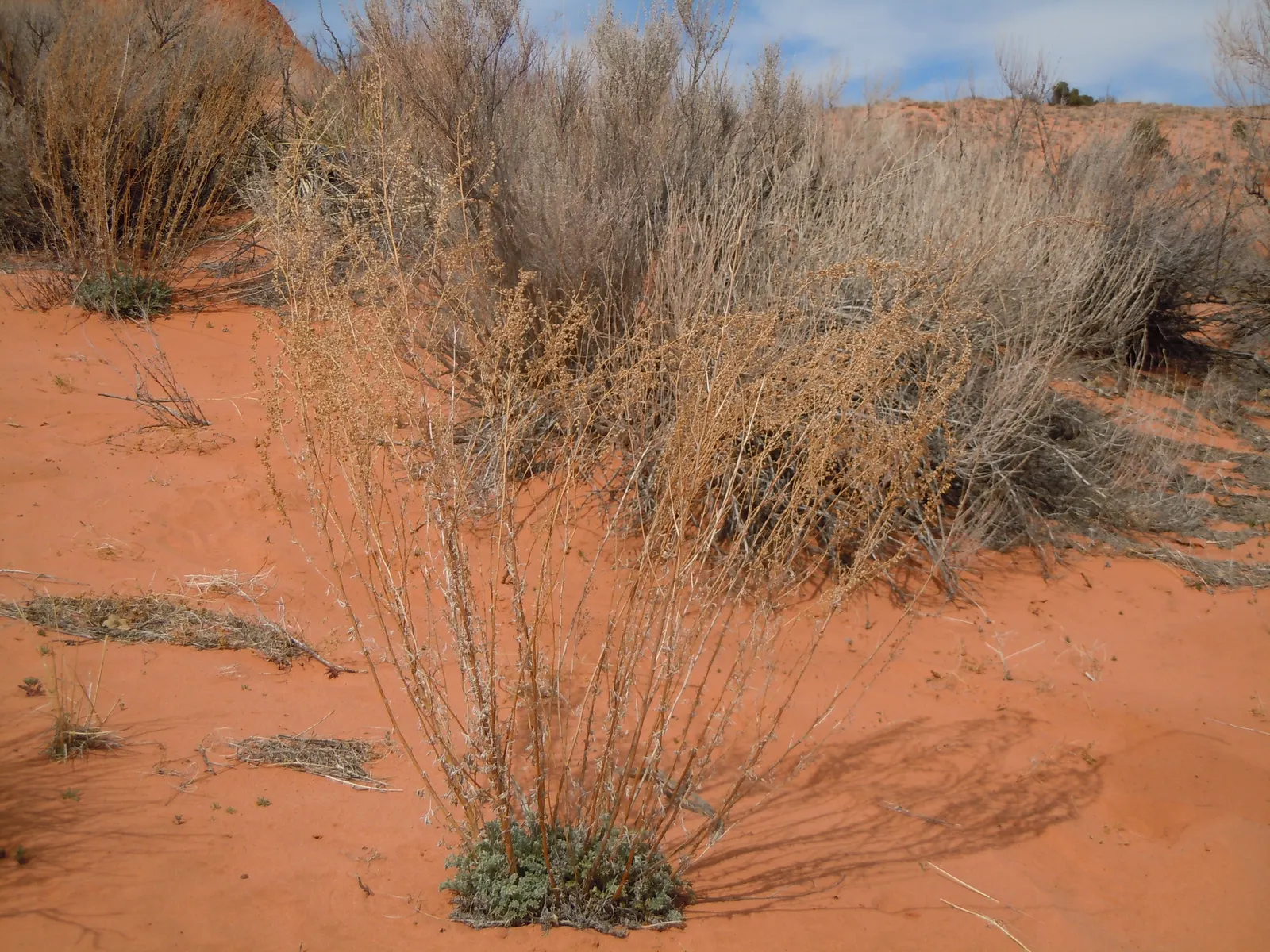 Sand Sage (Artemisia Filifolia) — is an integral component of any drought-tolerant garden design for its resilience and distinct aesthetic; thanks to its deep
