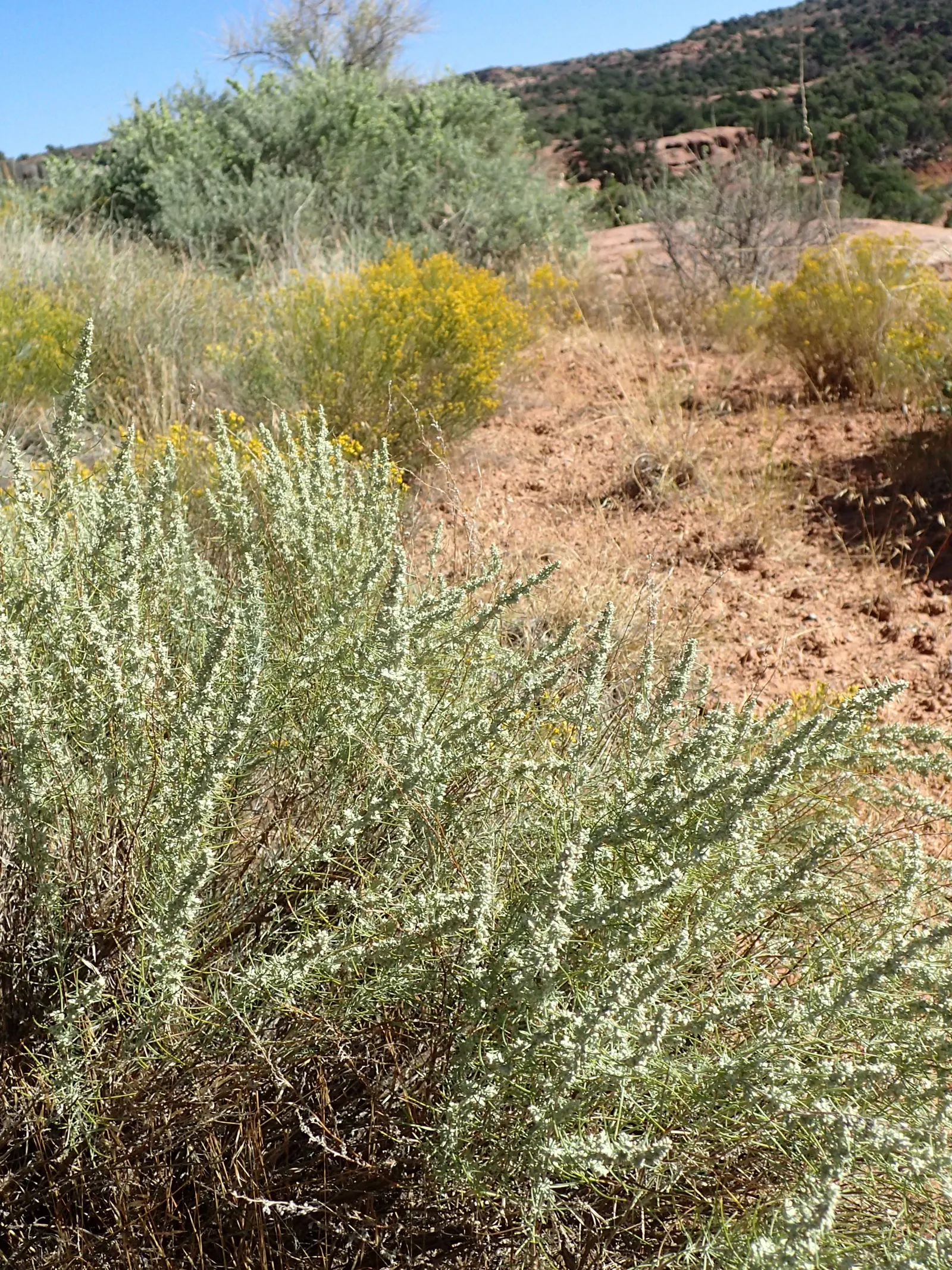Sand Sage (Artemisia Filifolia) — yellow flowers in the garden