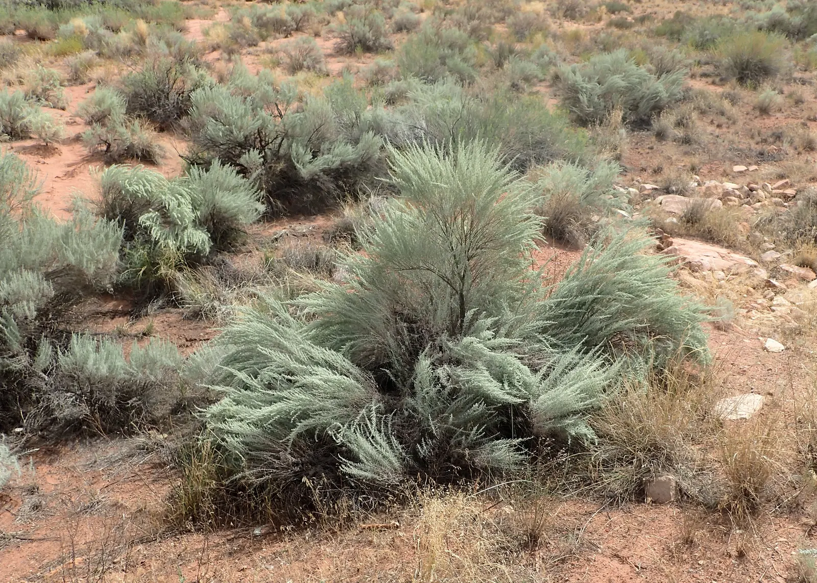Sand Sage (Artemisia Filifolia) — and exhibits excellent drought resistance once established