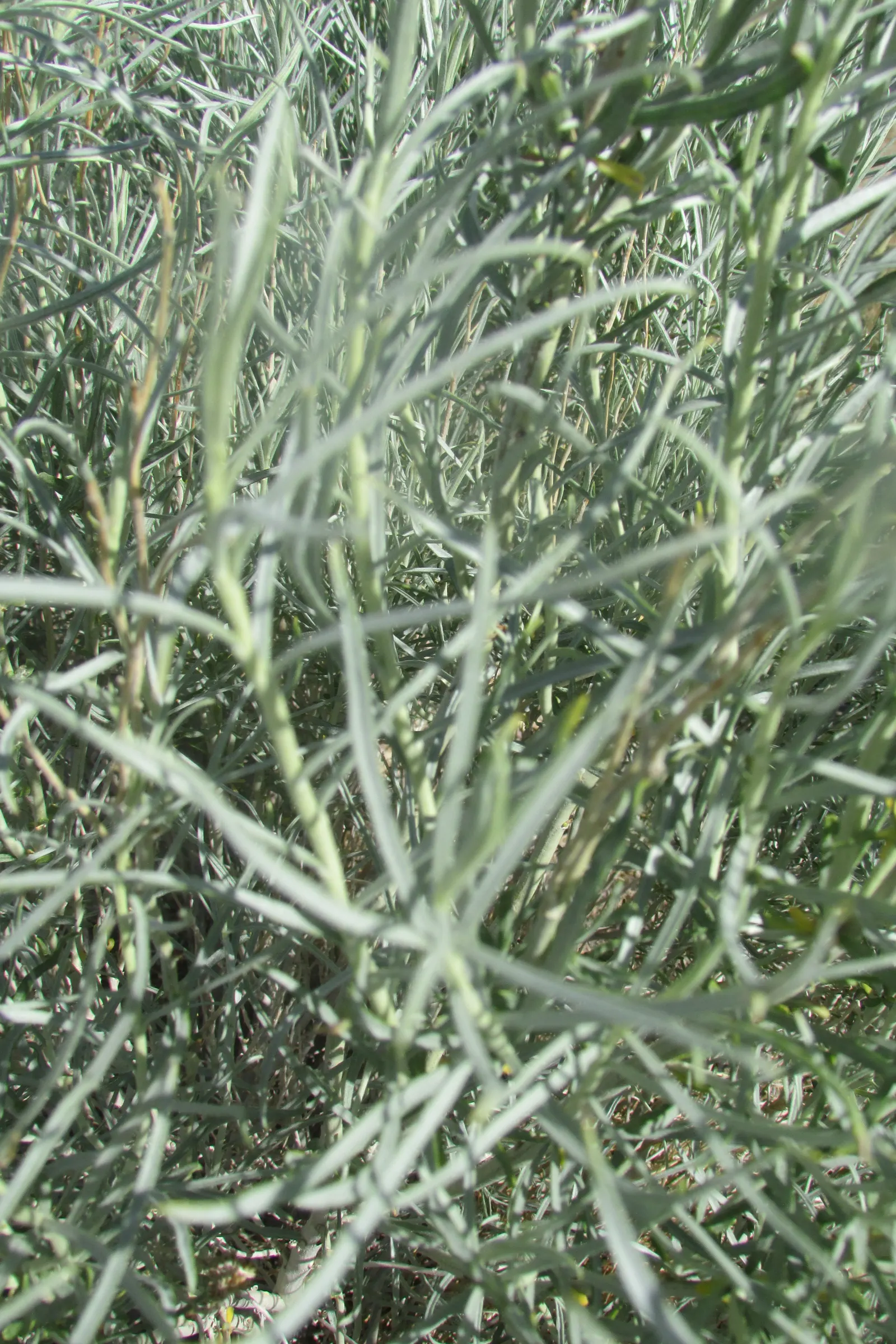 Sand Sage (Artemisia Filifolia) — offering year-round visual interest and minimal maintenance, image 32