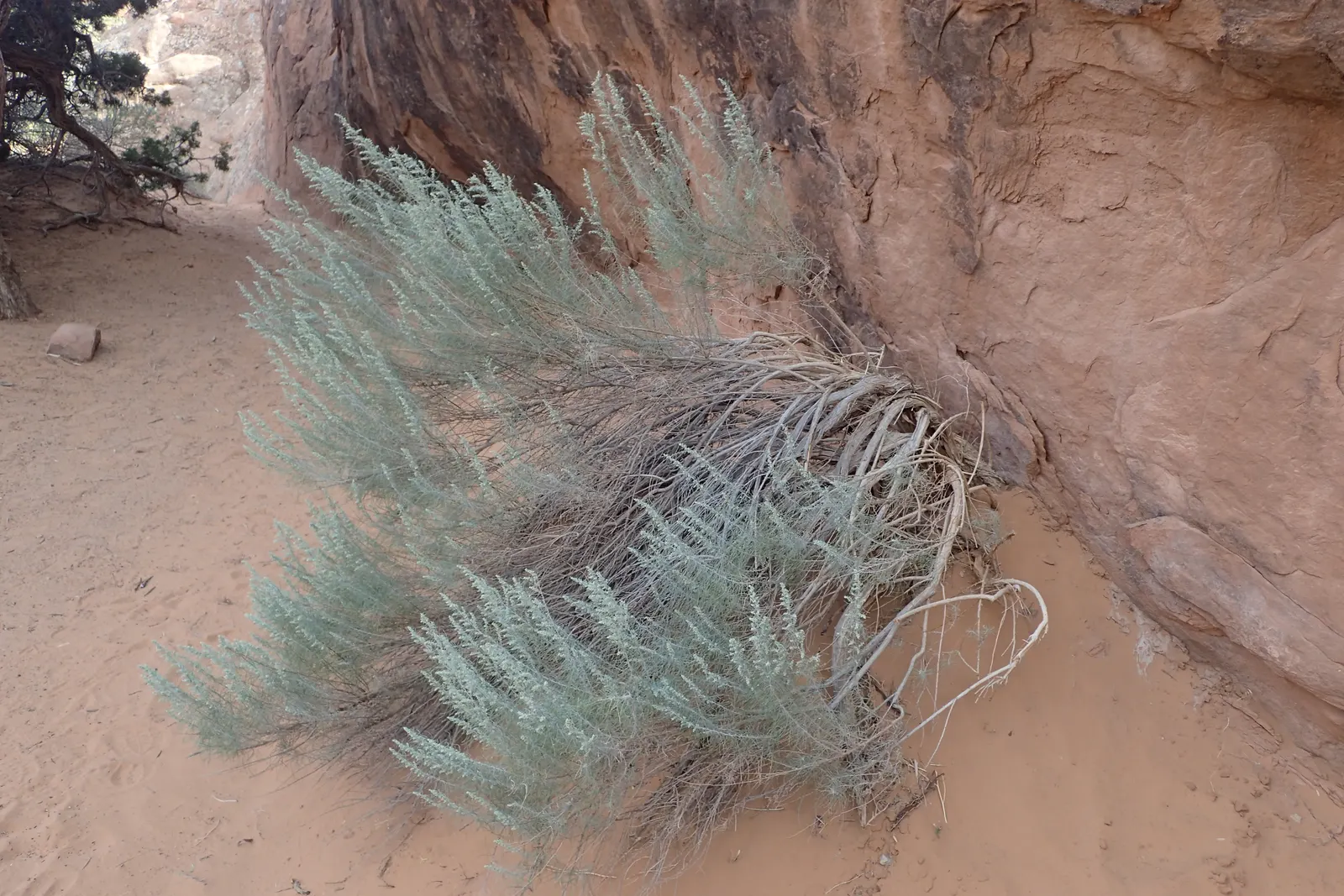 Sand Sage (Artemisia Filifolia) — low-water garden scenario