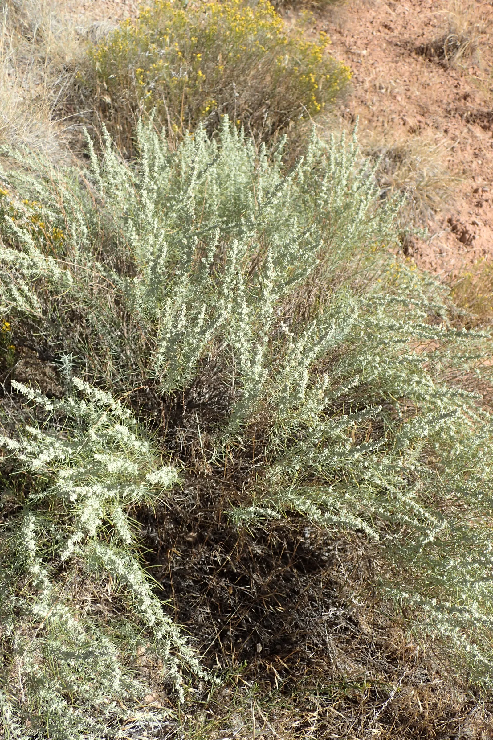 Sand Sage (Artemisia Filifolia) — with a preference for well-draining sandy or loamy substrates