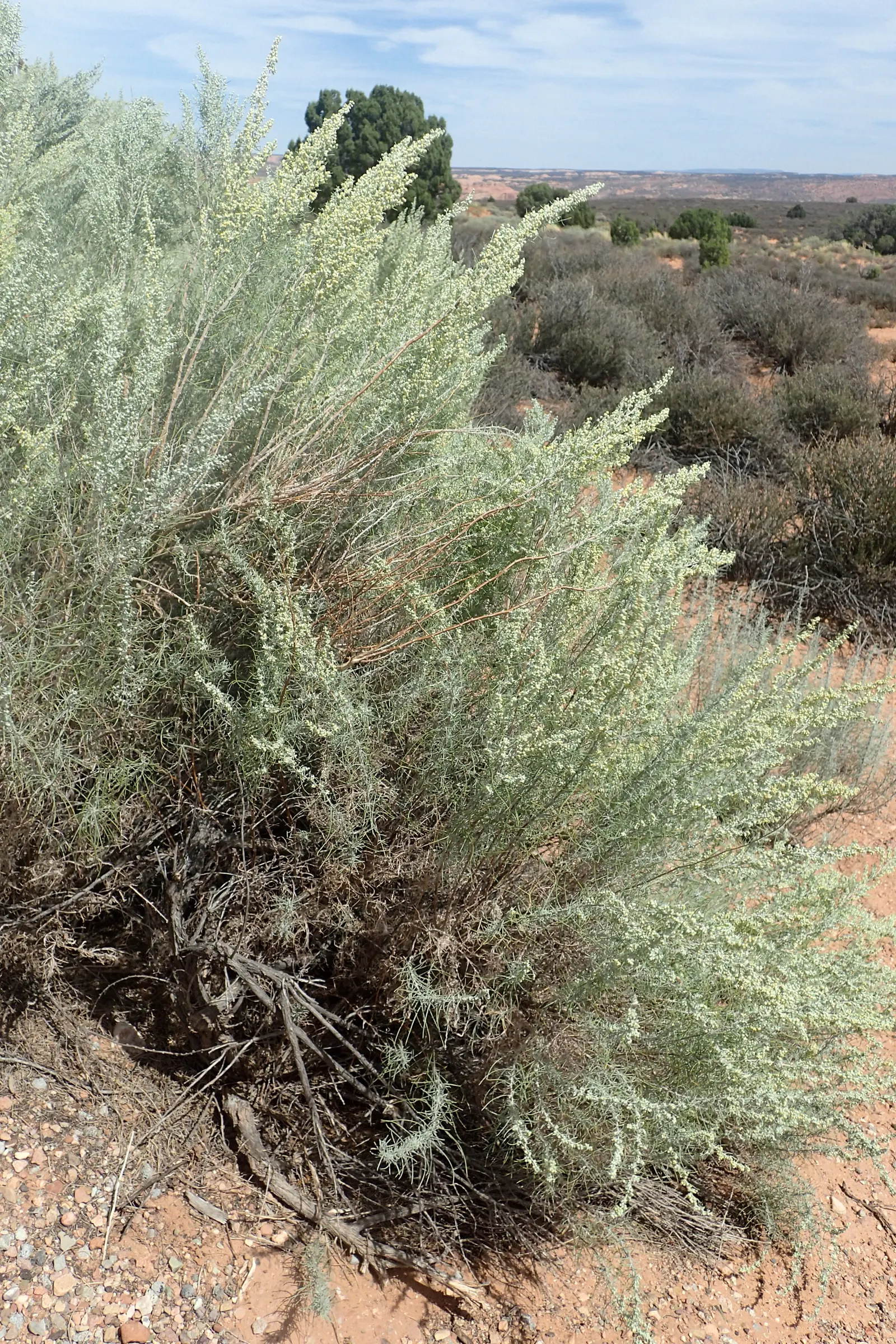 Sand Sage (Artemisia Filifolia) — shrub with yellow blooms