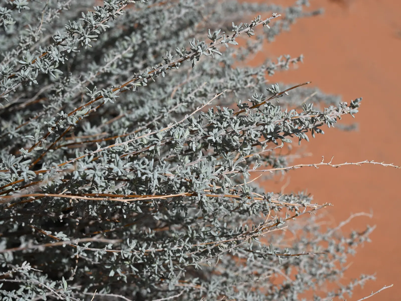 Sand Sage (Artemisia Filifolia) — reaches 3-5 feet in height; sand Sage is highly adaptable but performs best in full sun exposure