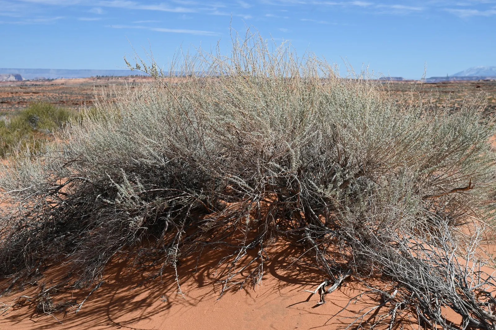 Sand Sage (Artemisia Filifolia) — This drought-tolerant native is ideal for xeriscaping; yellow flowers in the garden