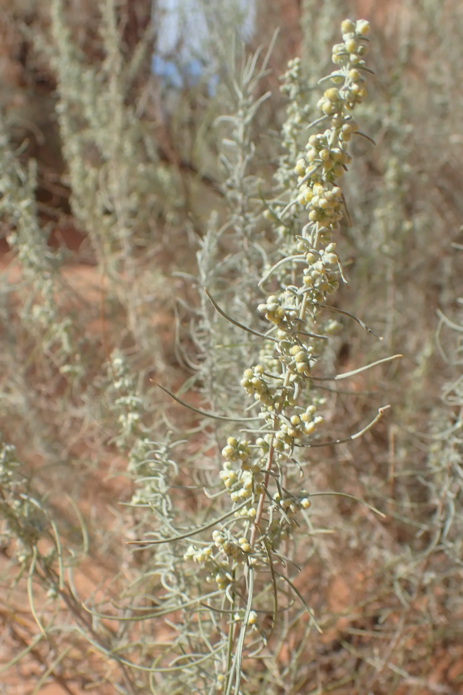 Sand Sage (Artemisia Filifolia) — Sand Sage (Artemisia filifolia) is a resilient, perennial, woody shrub that thrives in dry sandy soils; this drought-tolerant