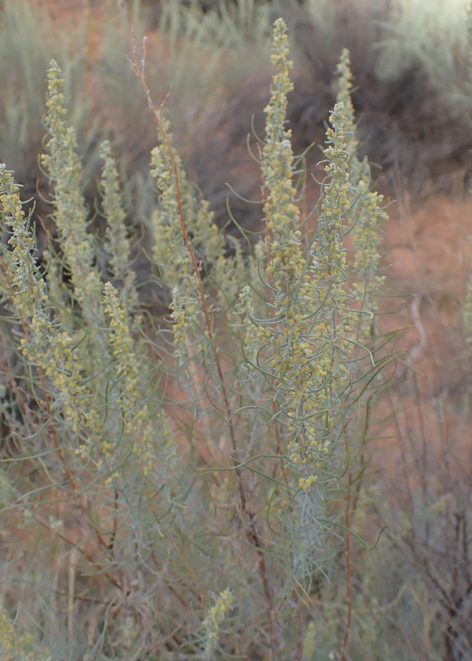 Sand Sage (Artemisia Filifolia) — Its water requirements are modest