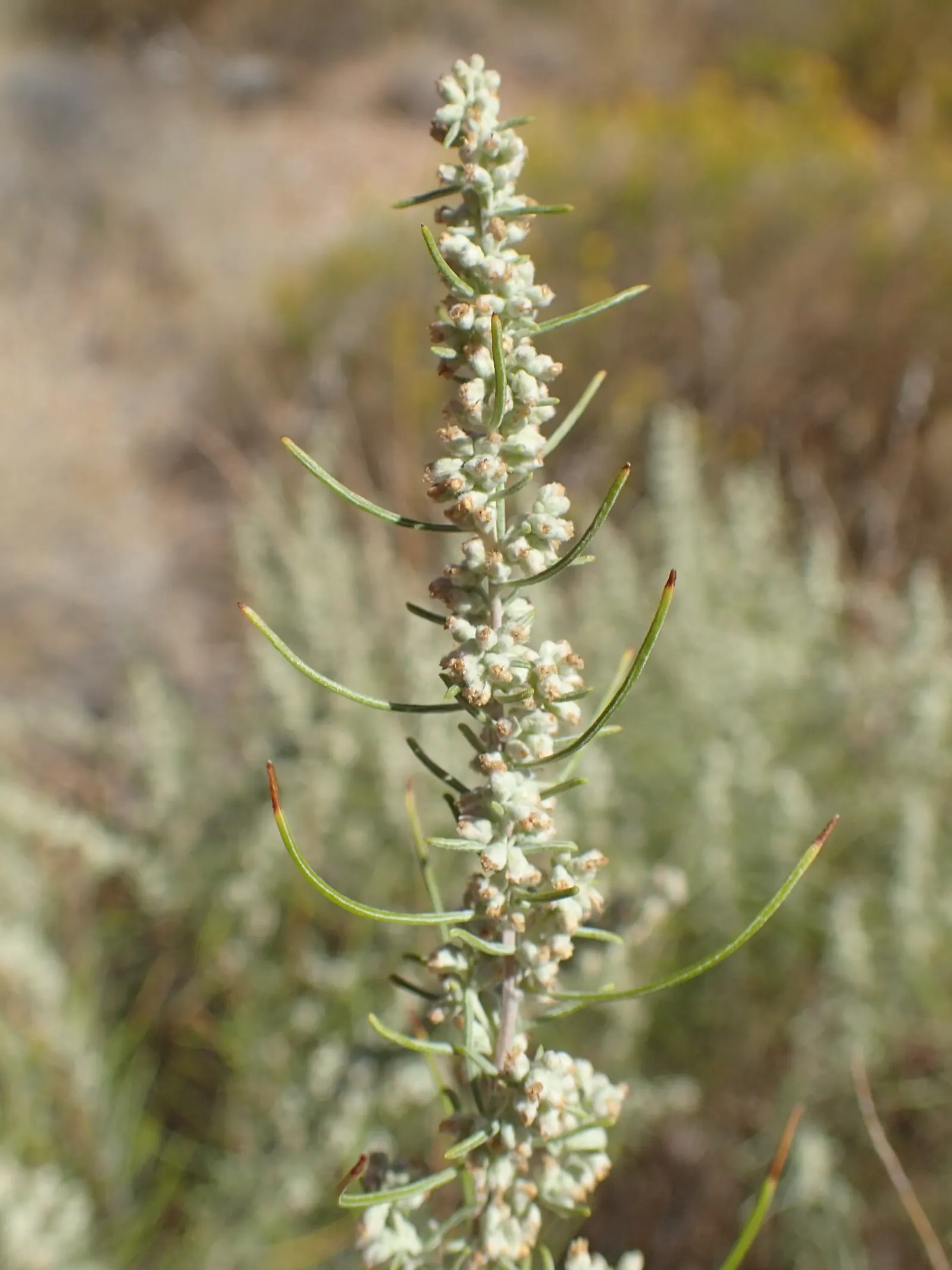 Sand Sage (Artemisia Filifolia) — This plant is not fussy about soil composition