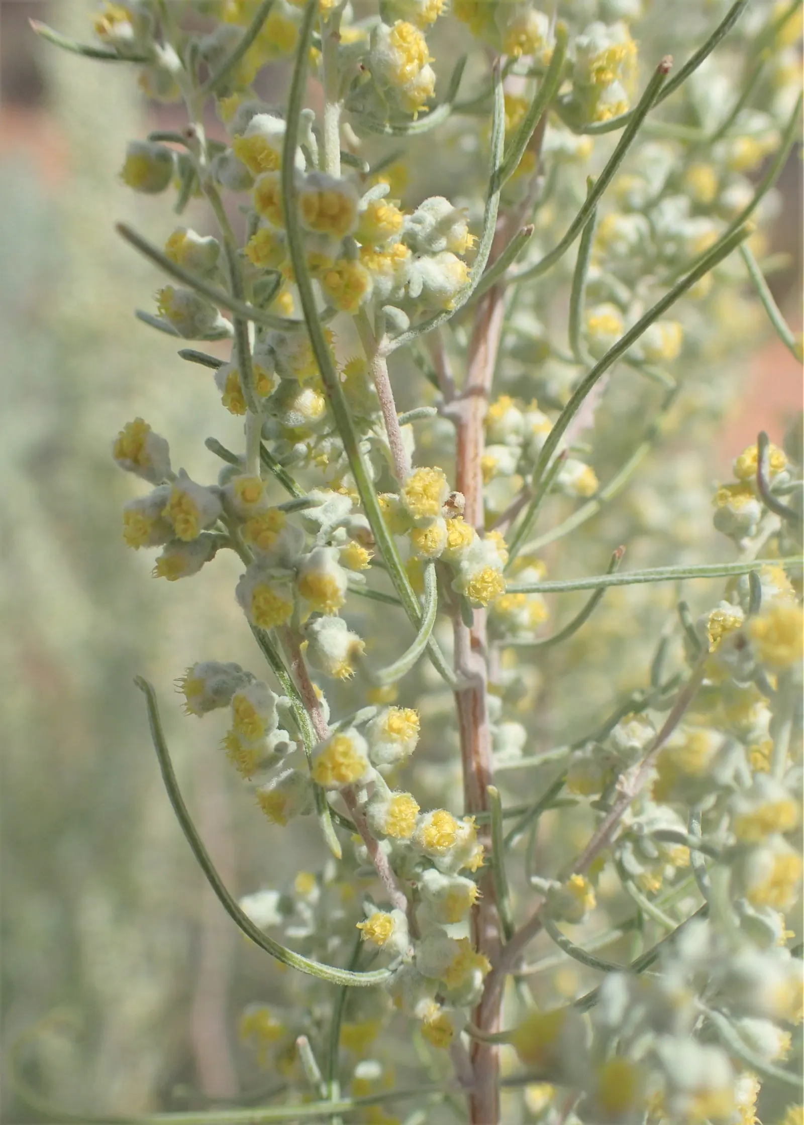 Sand Sage (Artemisia Filifolia) — usually necessitating only occasional irrigation.<br><br>Aside from its visual appeal