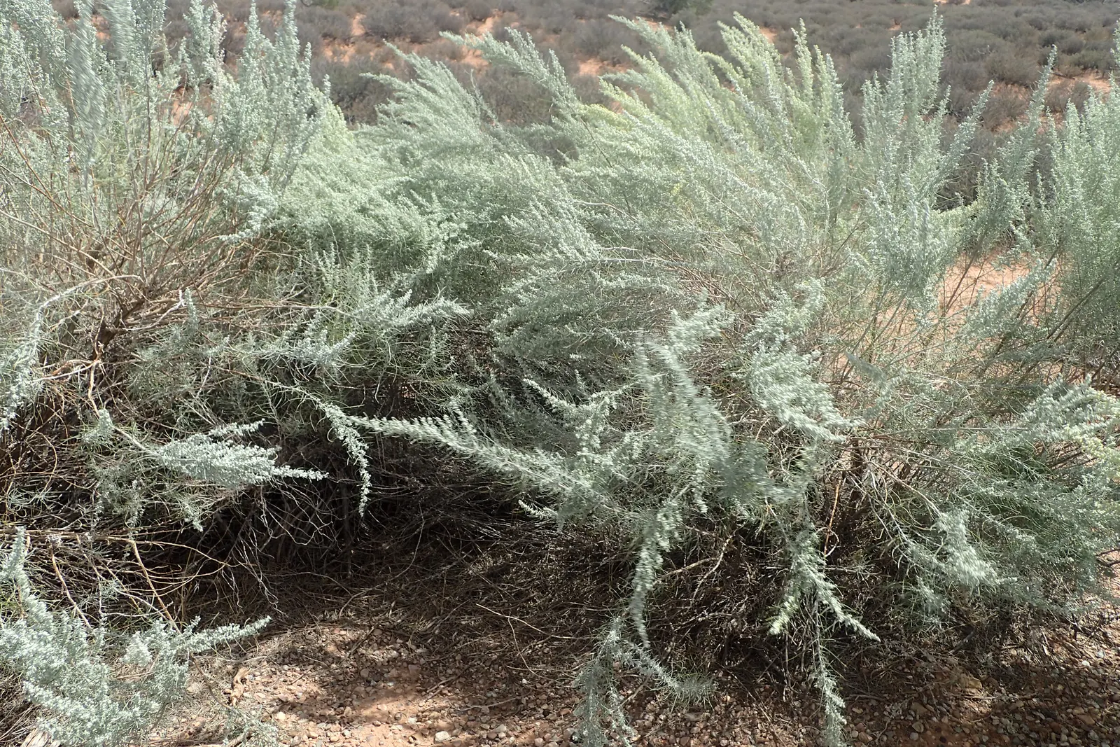 Sand Sage (Artemisia Filifolia) — offering clients both beauty and sustainability